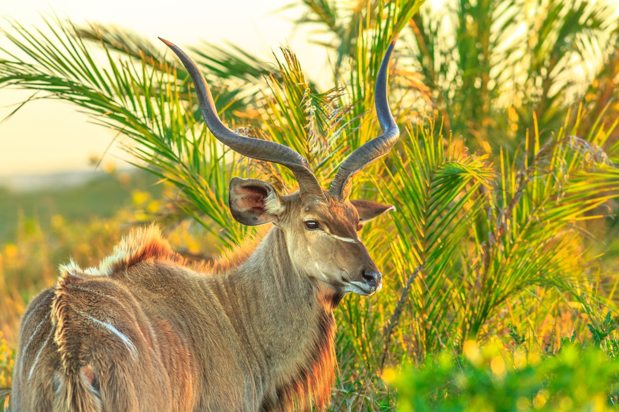 Greater kudu at iSimangaliso park africa