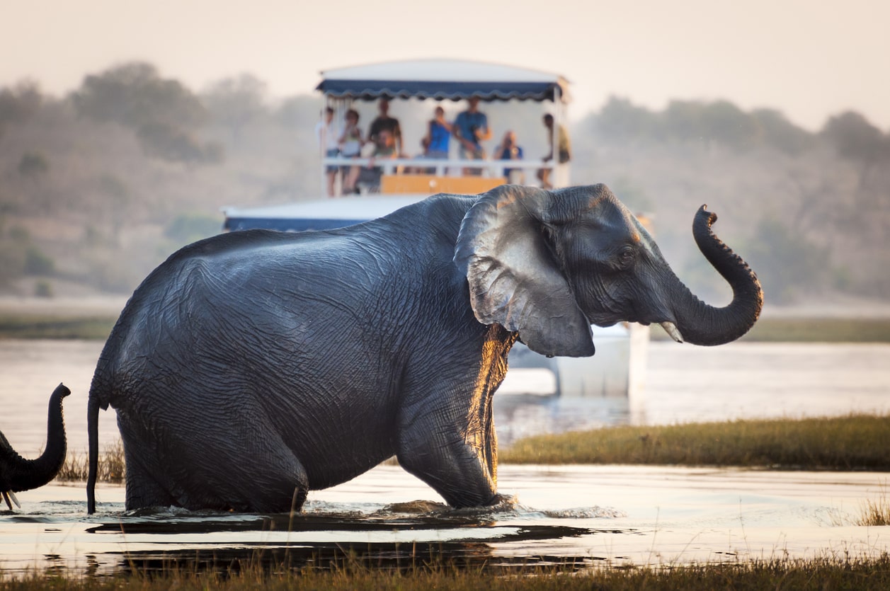chobe river elephant africa