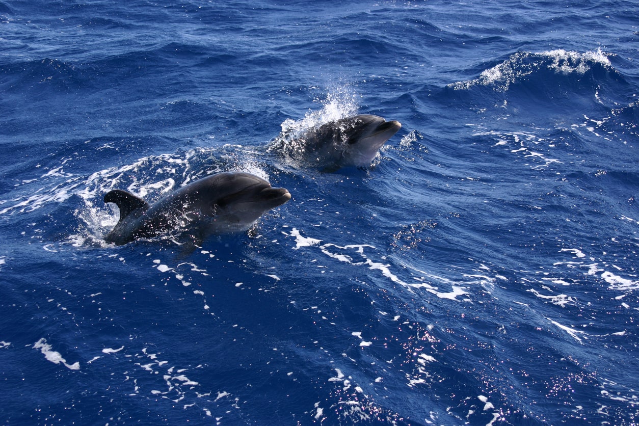 dolphins tenerife