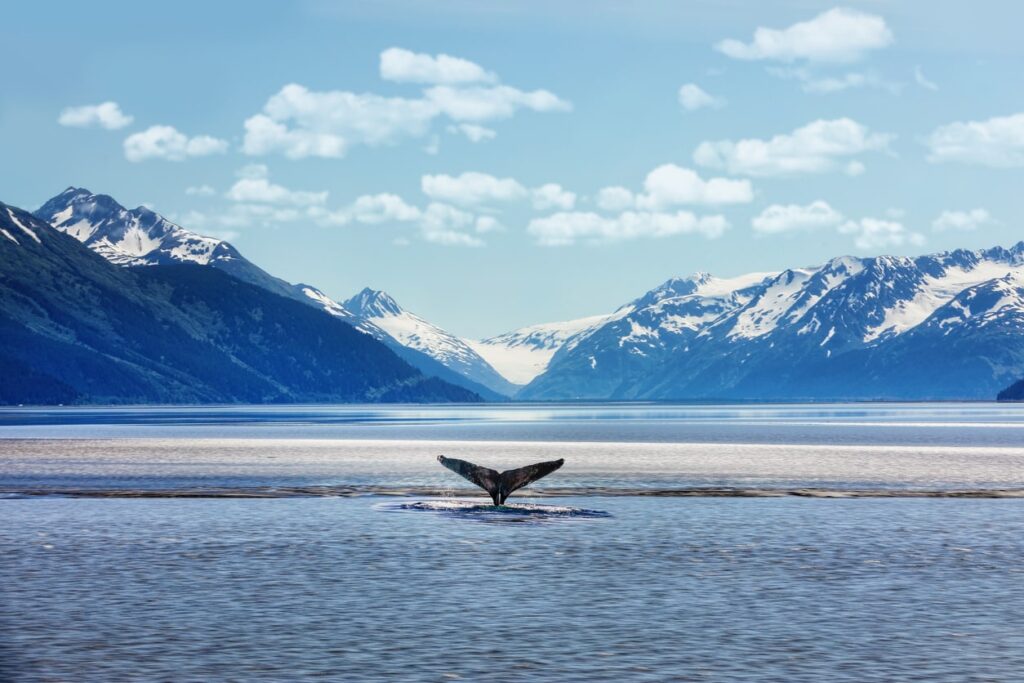 whale alaska