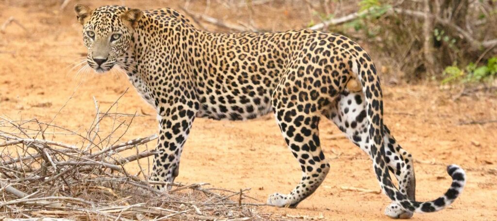 yala national park leopards