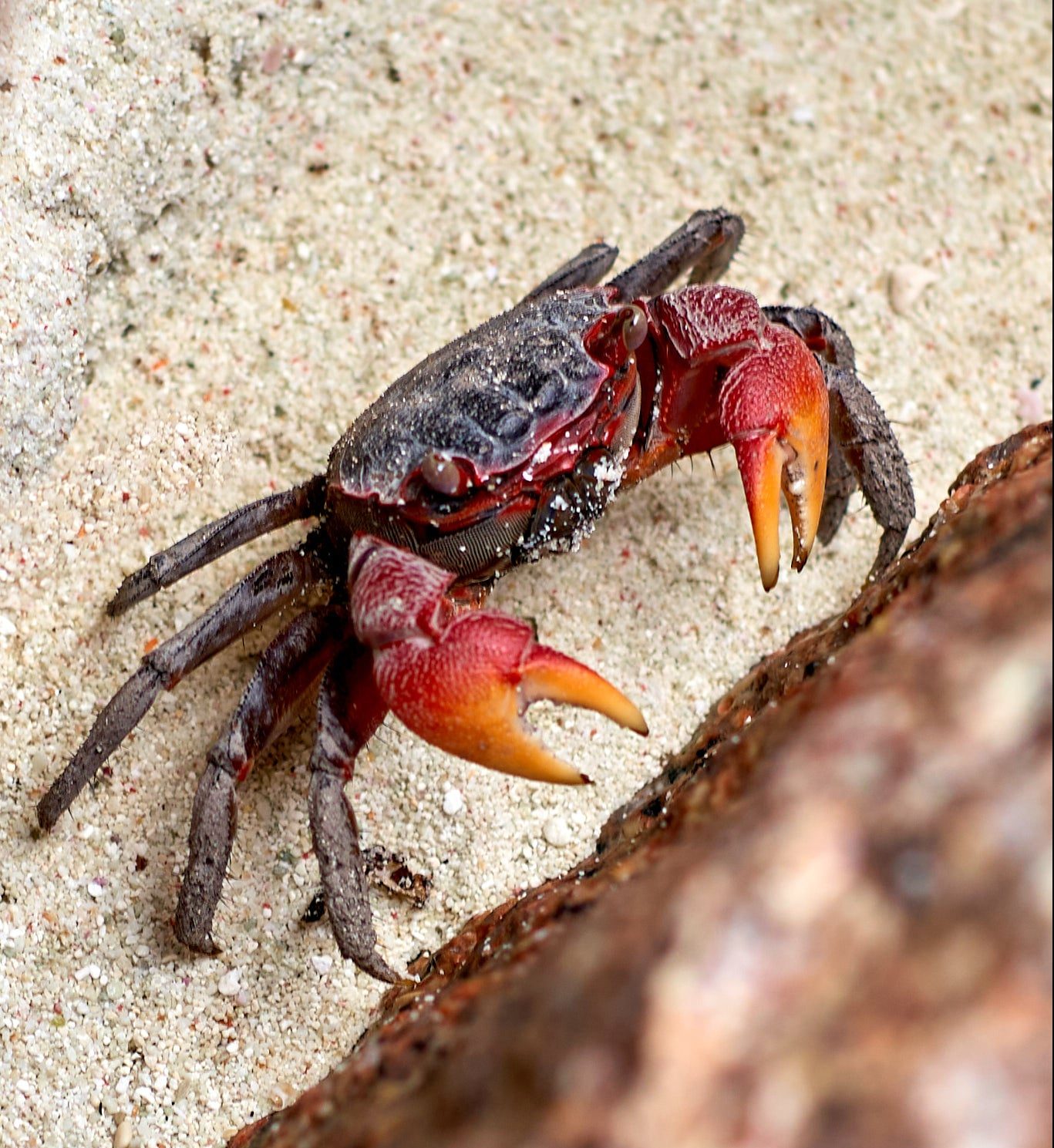 Seychelles crab