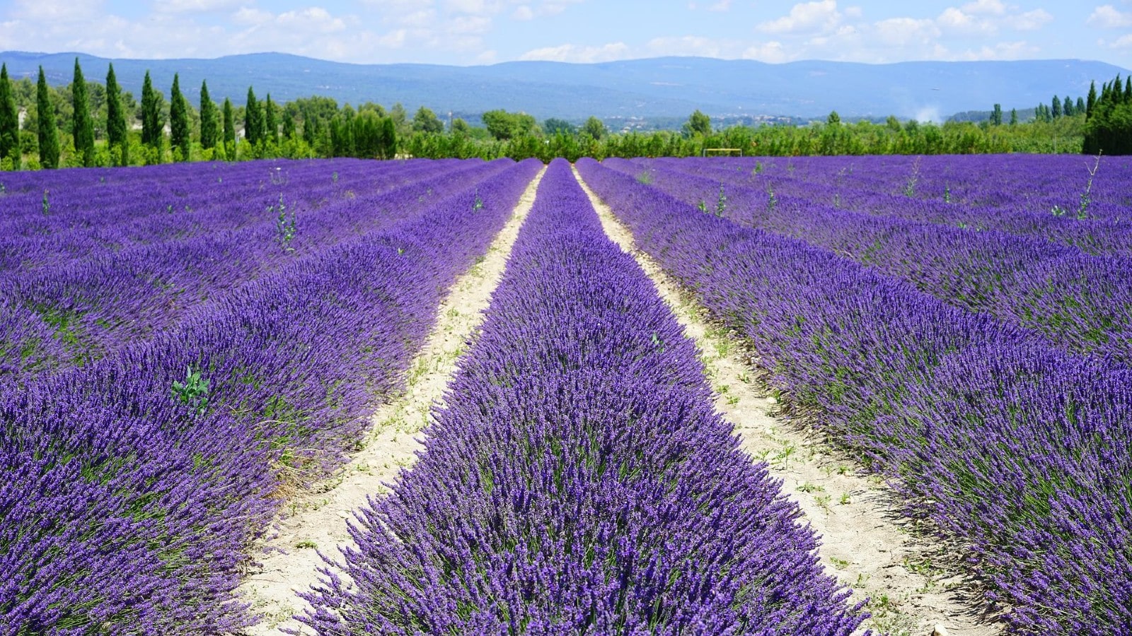 provence lavender field