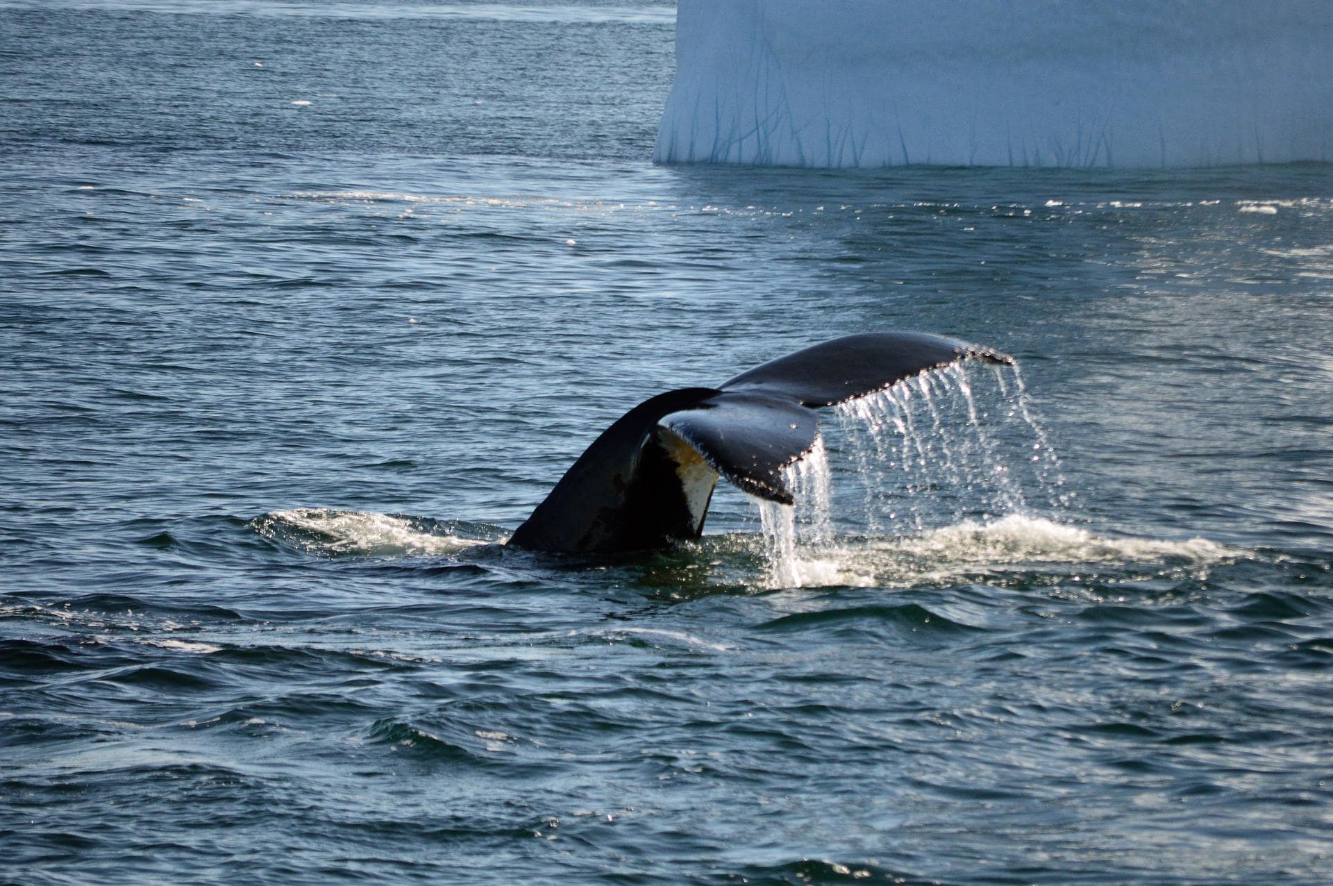 humpback whale antarctica