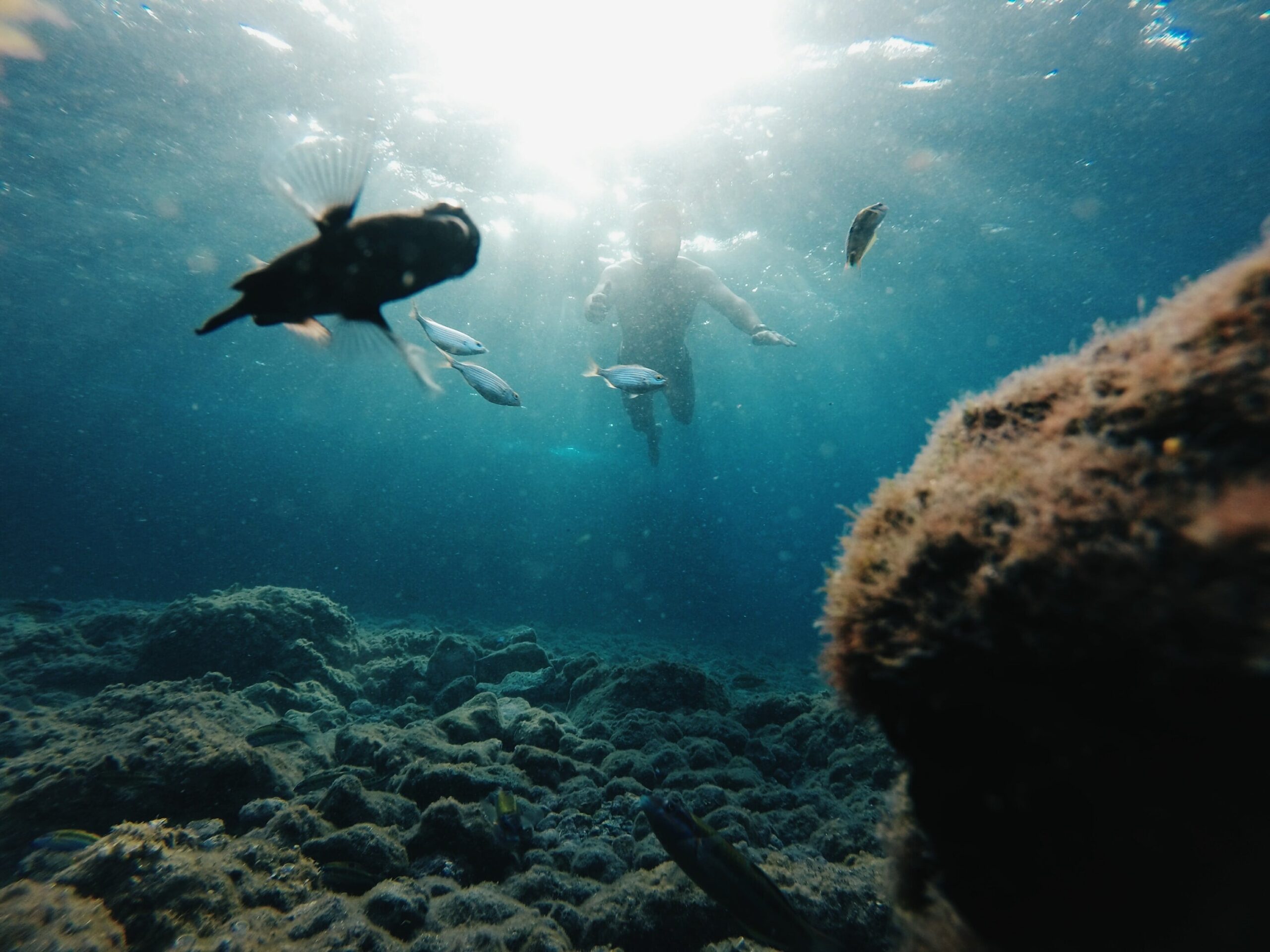 diving canary islands