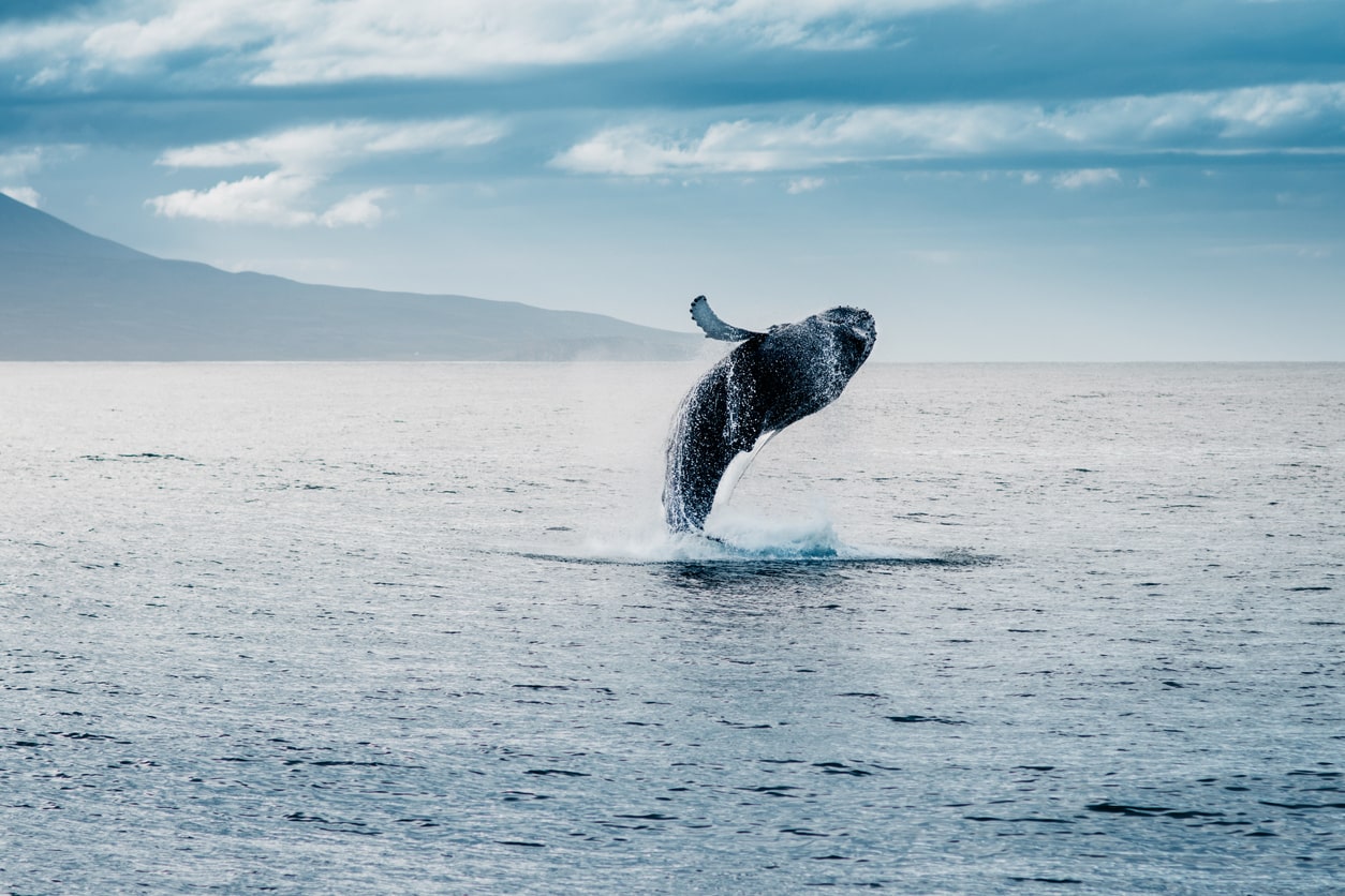whale iceland