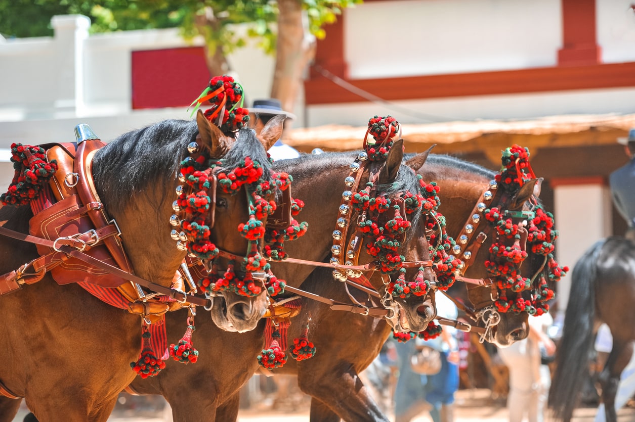Jerez horses