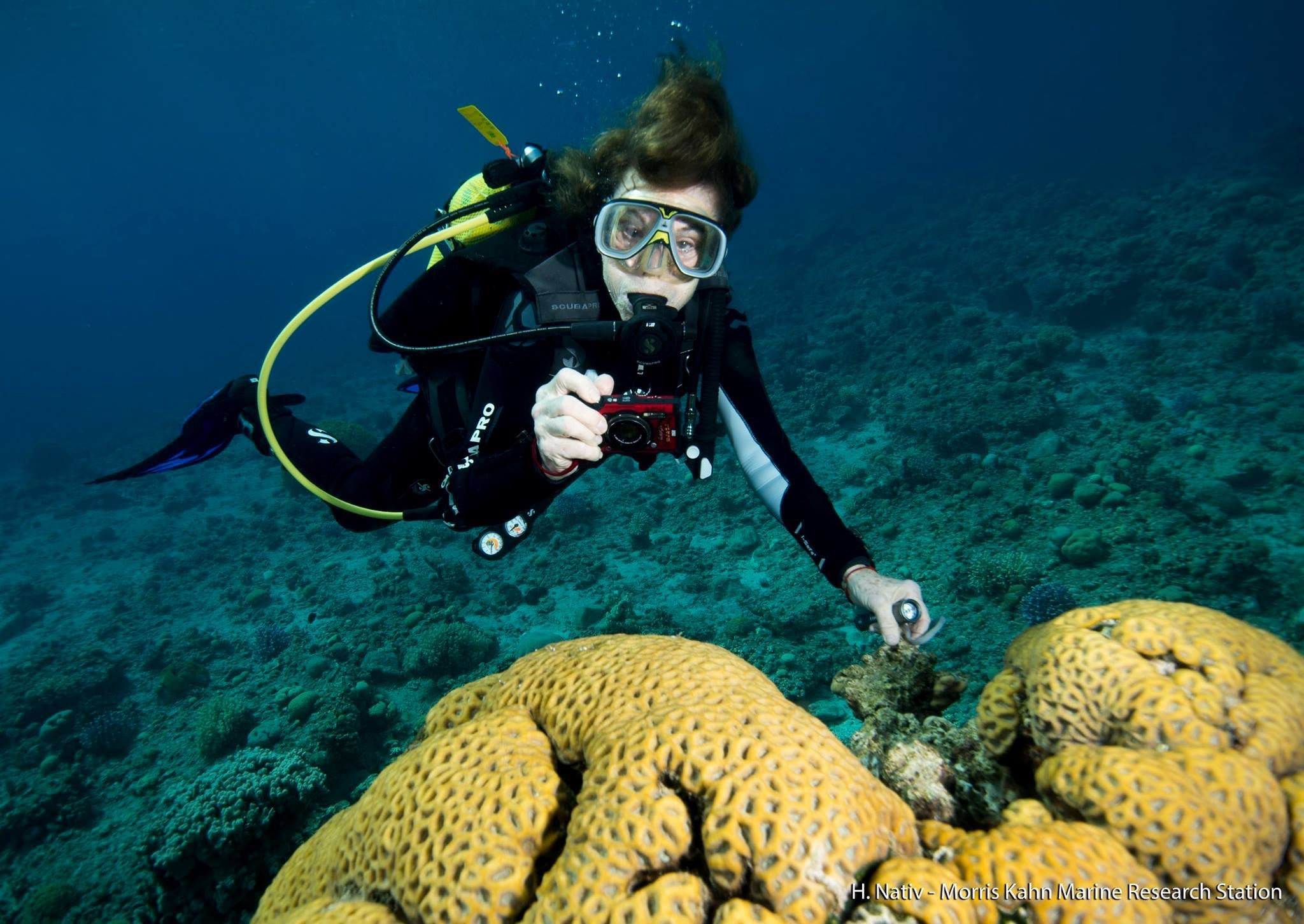 Sylvia Earle scuba diving cruise news