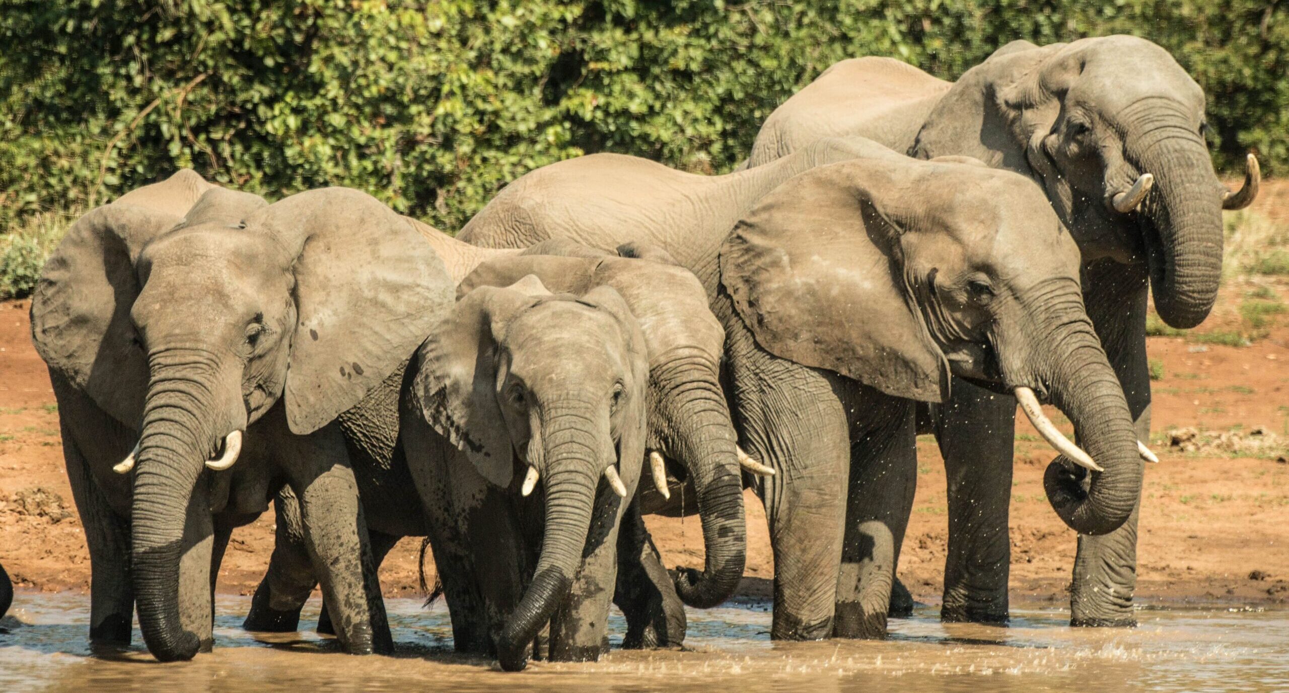 elephants south africa cruises