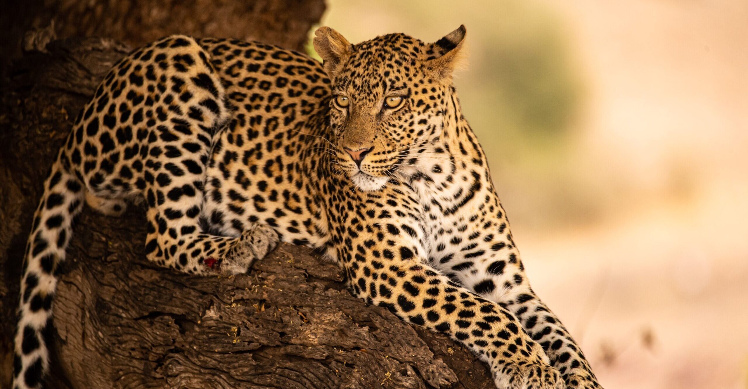 leopard south africa cruises