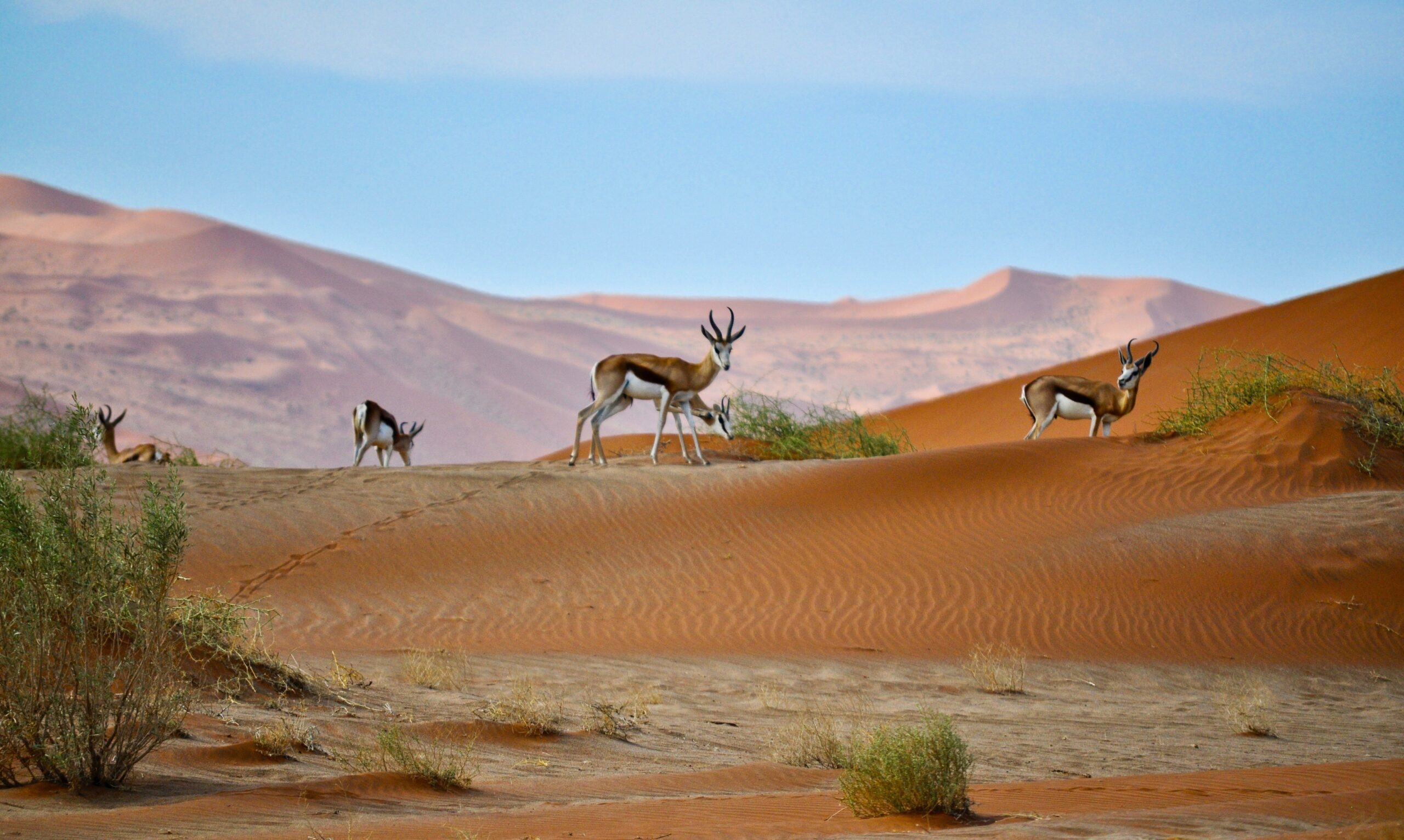 Namibia desert and deer