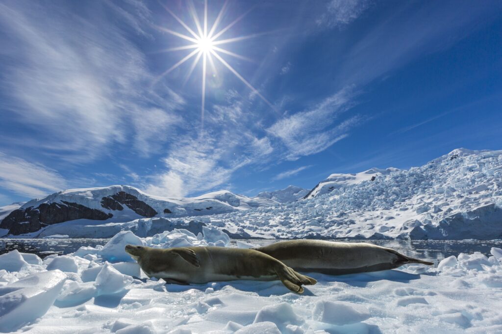 Antarctica_Paradise-Bay_seal_ice_sunshine