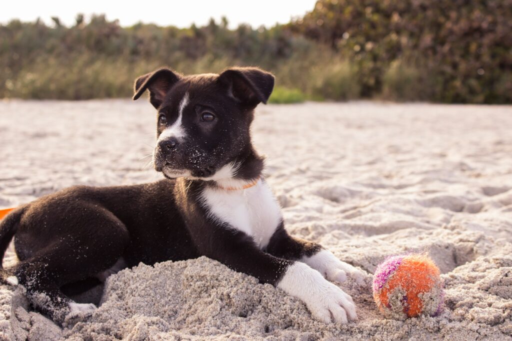 Dog on holiday in sandy beach