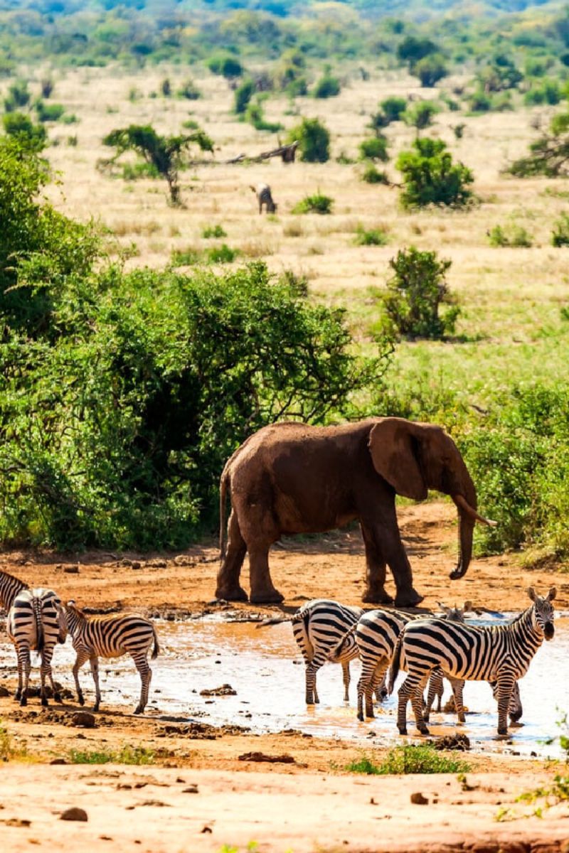 kenya national park