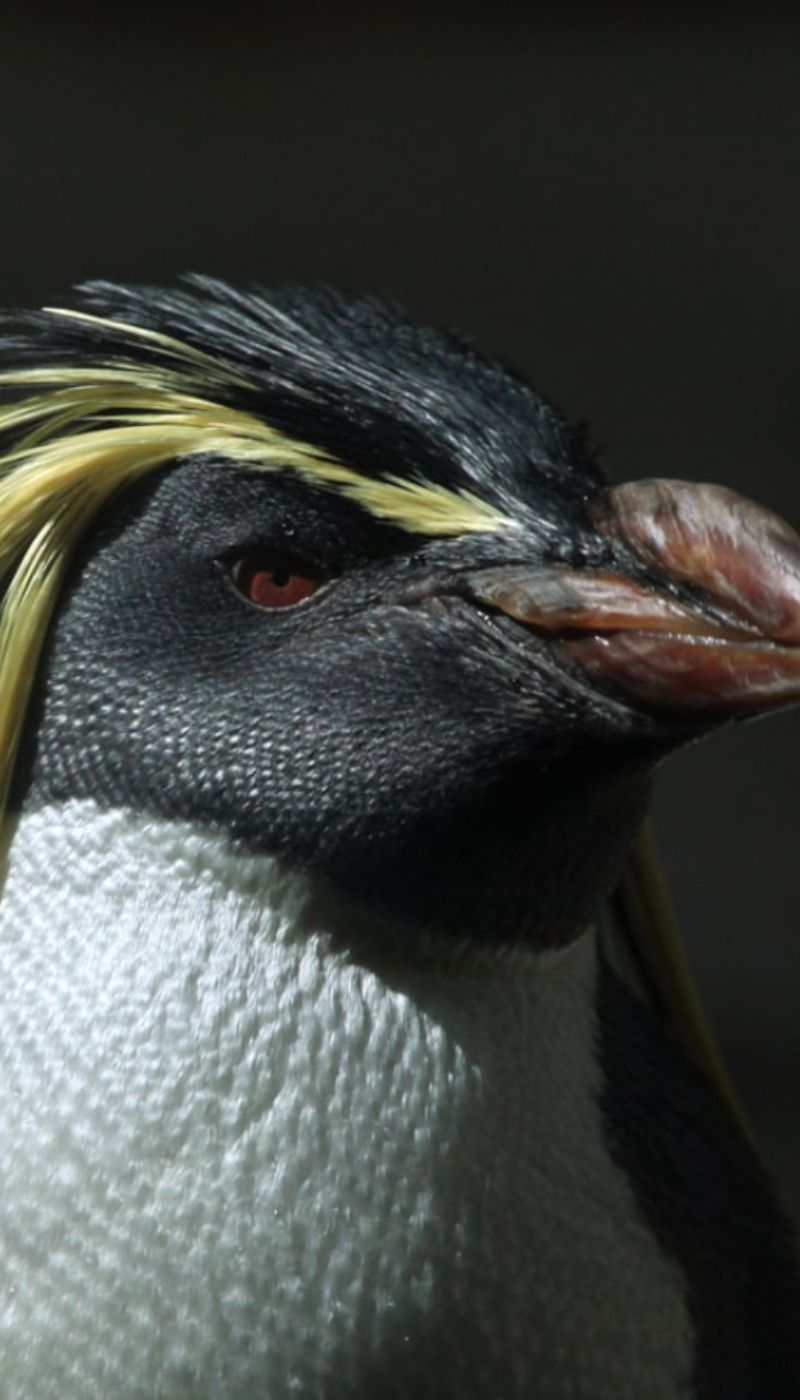 rockhopper penguin