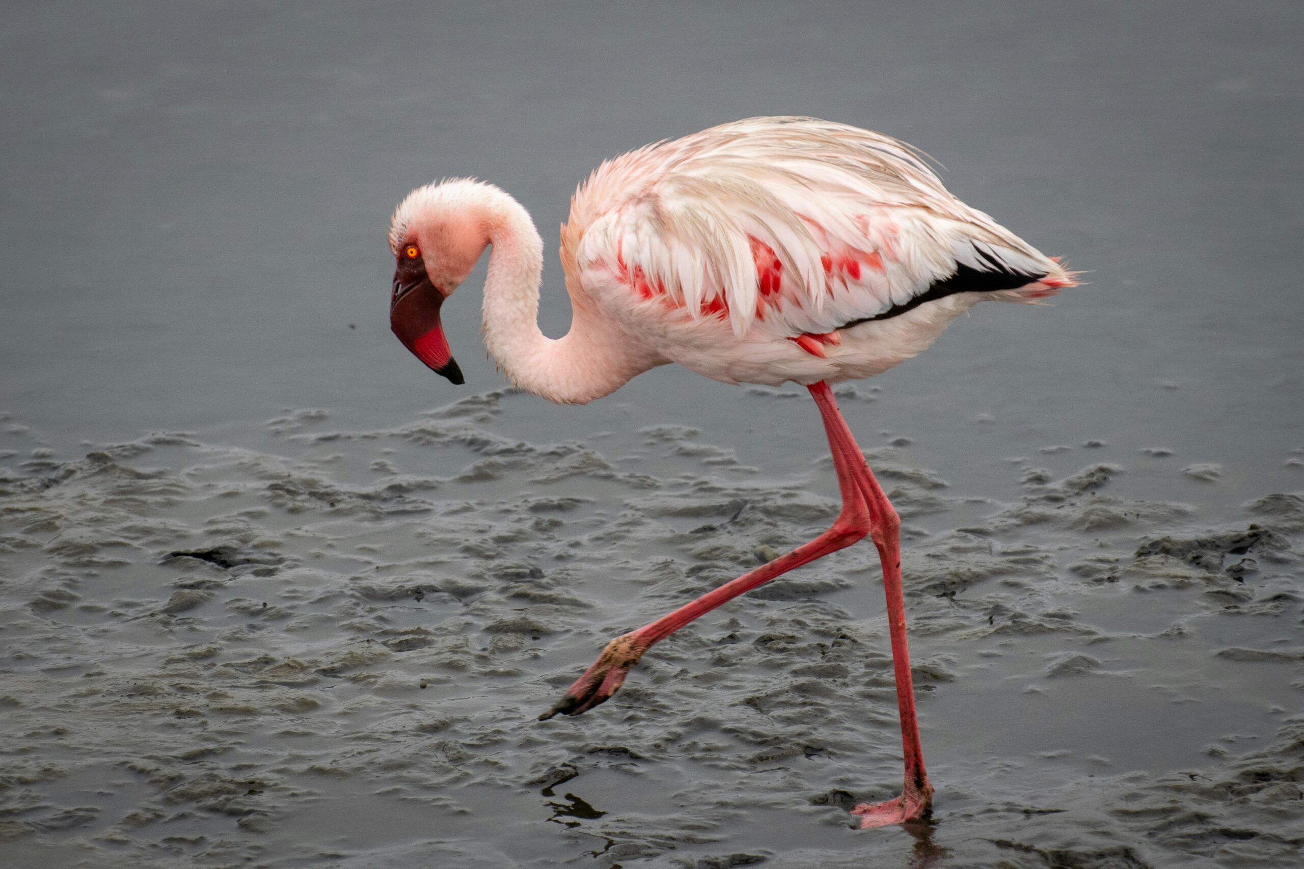 walvis bay flamingo africa namibia