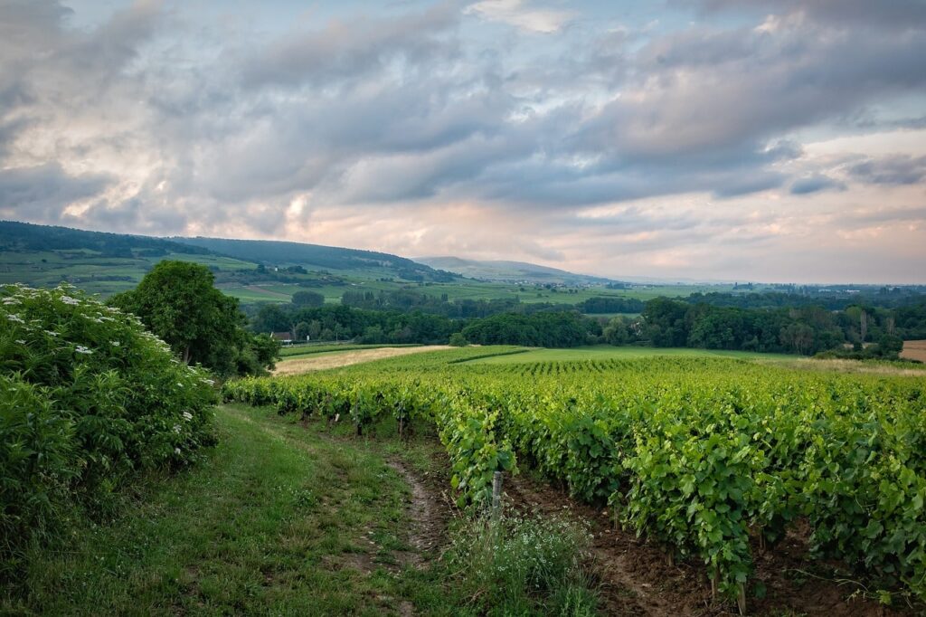 vineyard burgundy france