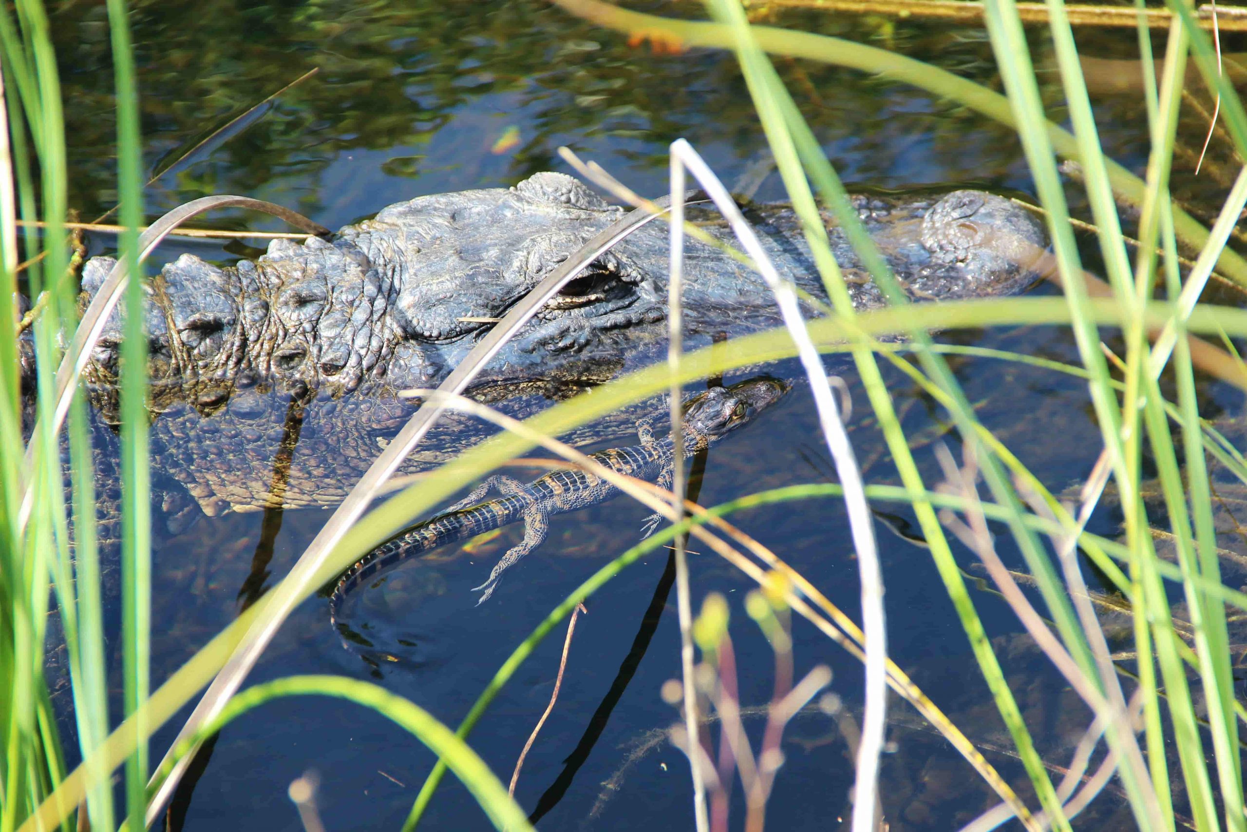 The Everglades is fun for all the family in Fort Lauderdale