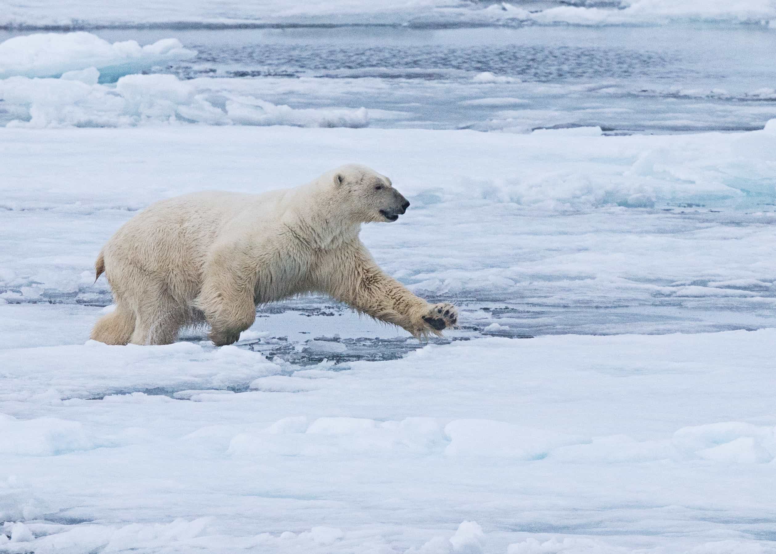 Arctic Polar Bear