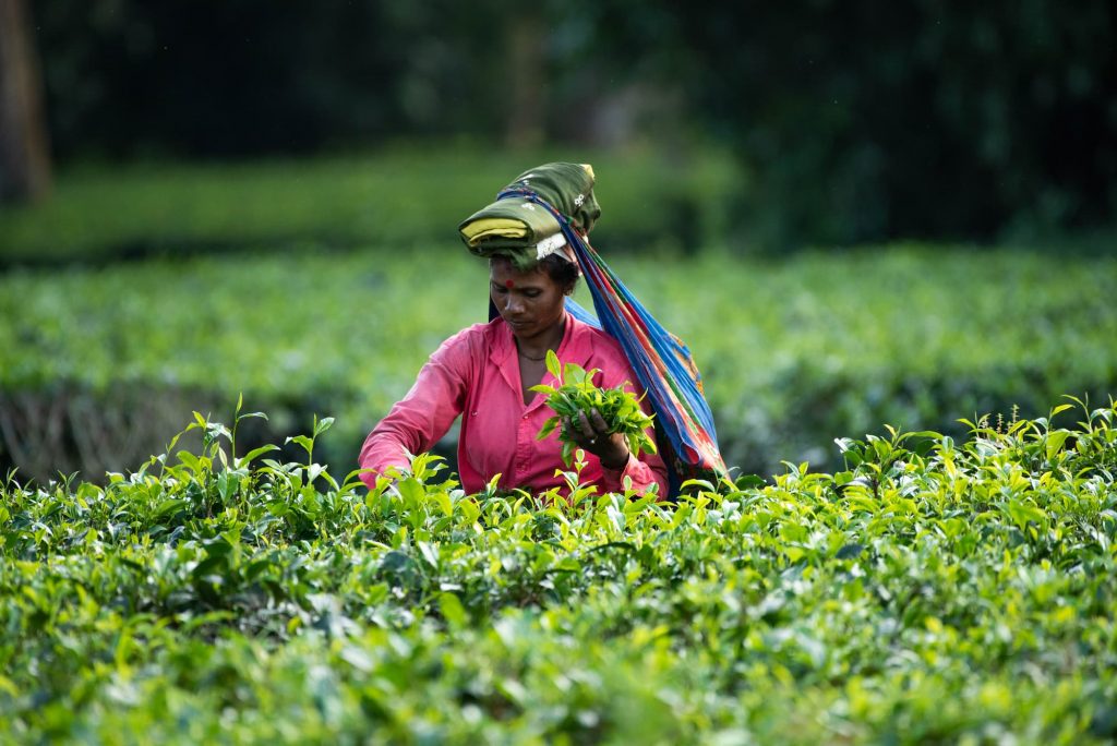 Assam tea picker