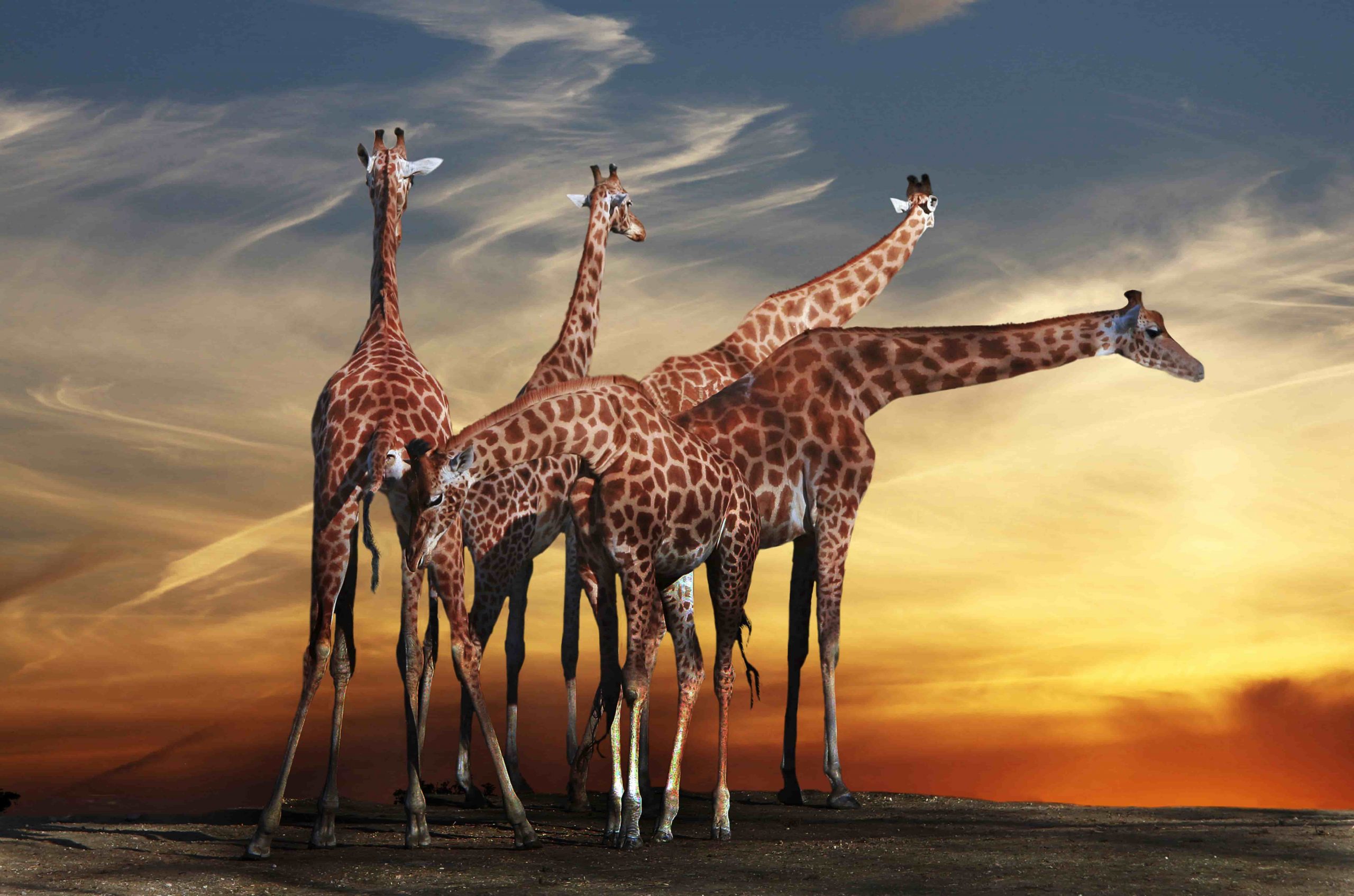 See giraffes on safari in Africa