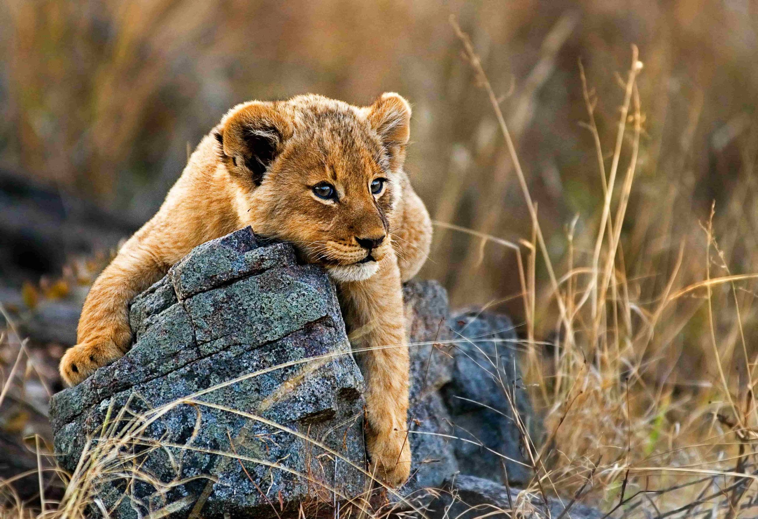 lion cub safari