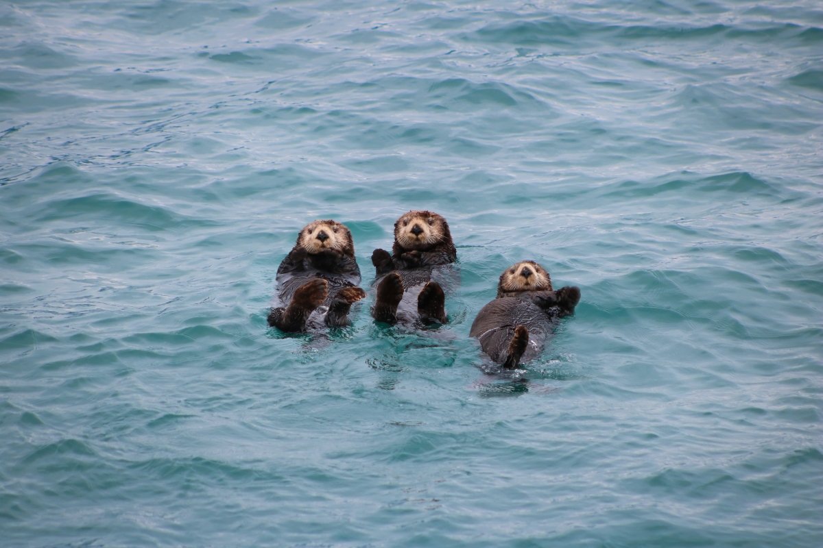 Sea otters in Alaska