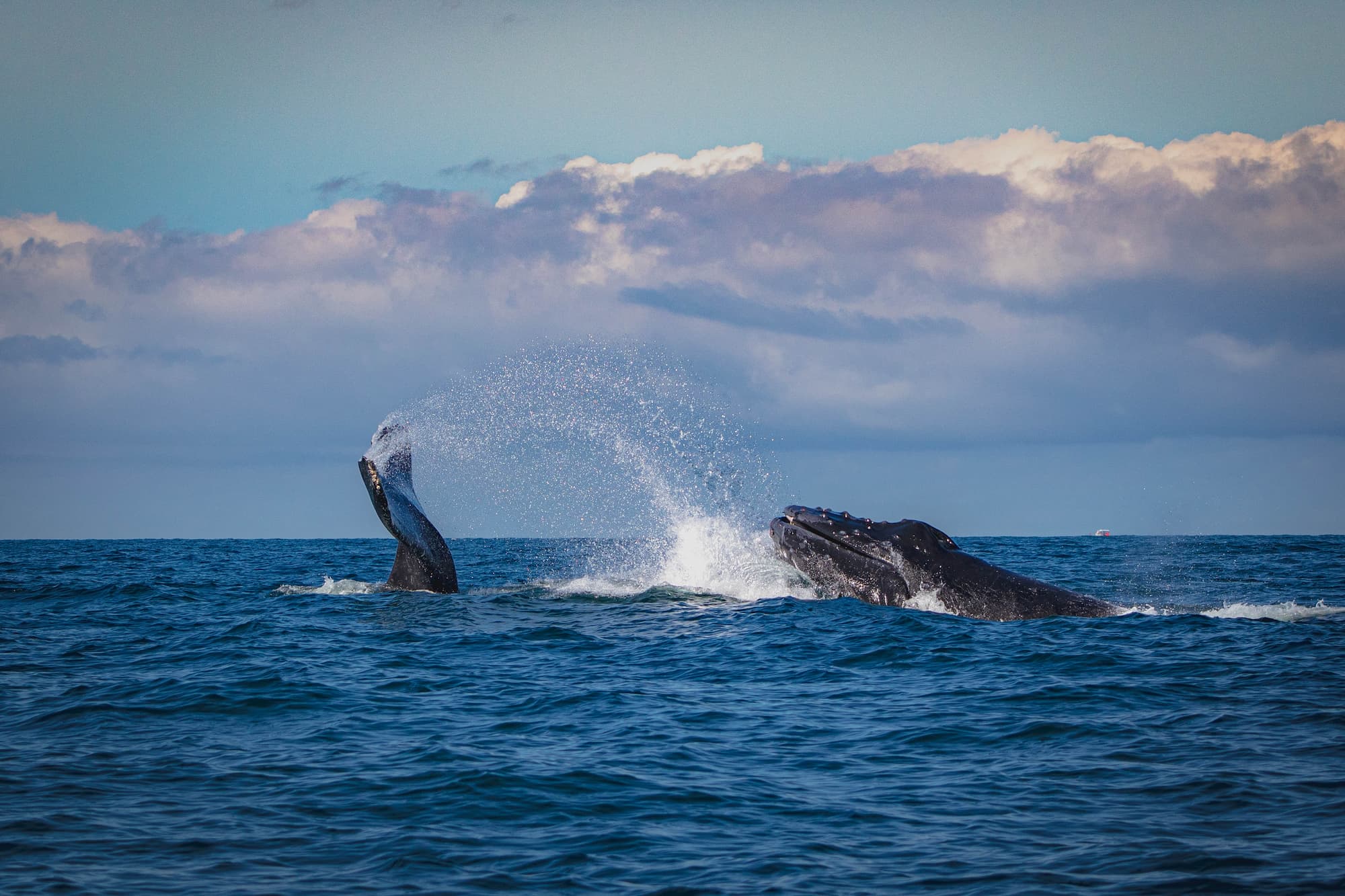 Puerto Vallarta whales
