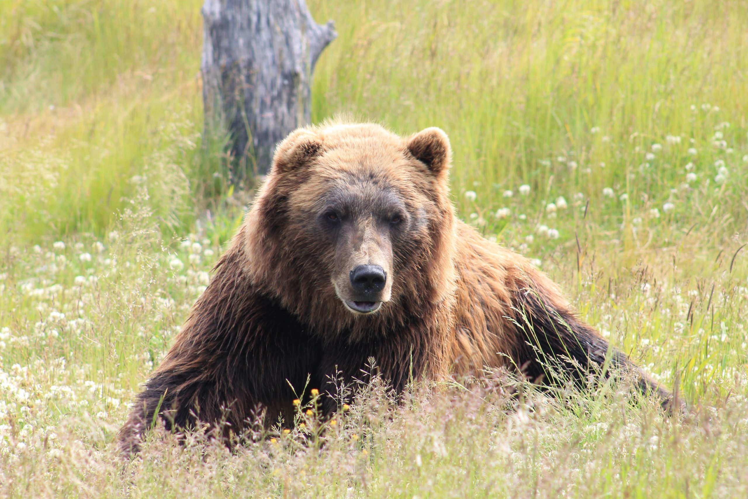 Brown bears roam Alaska