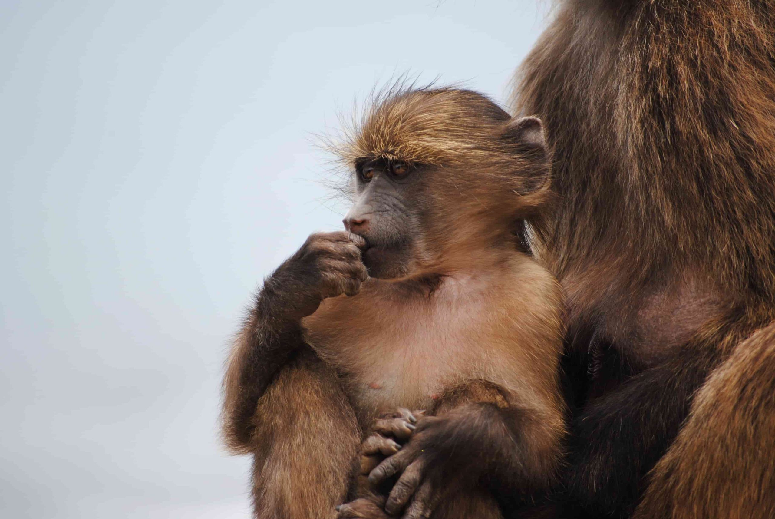 Baby monkey Cape of Good Hope