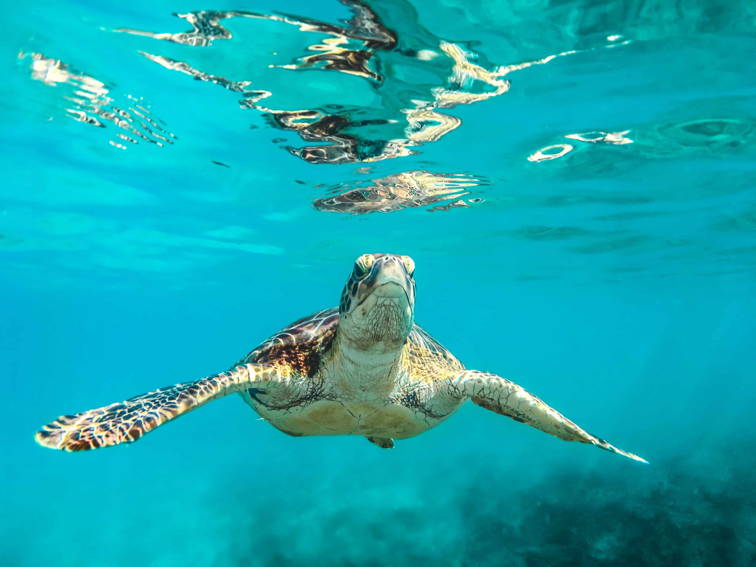 Swim with the sea turtles in Barbados
