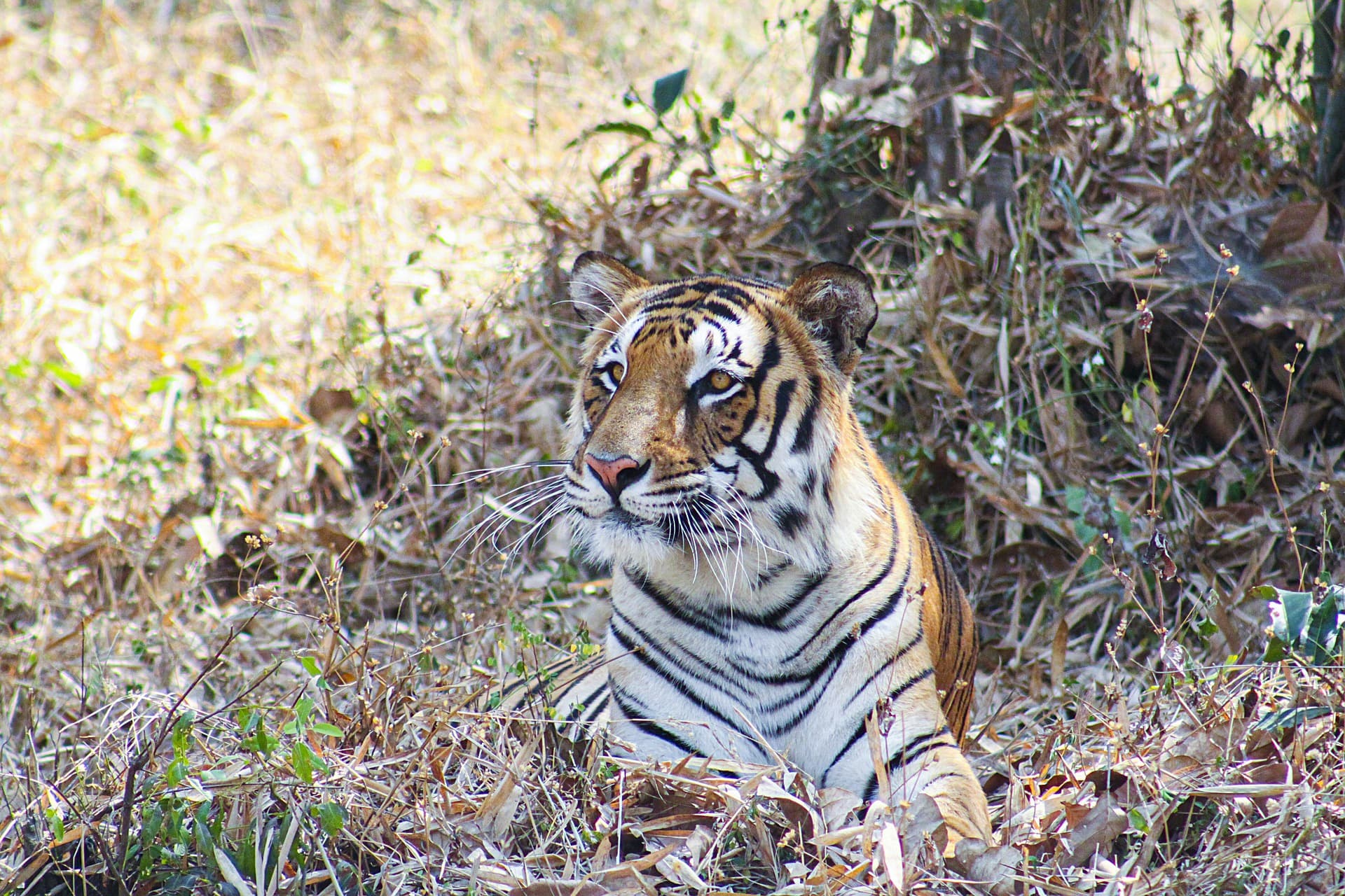 Royal Bengal tiger Assam