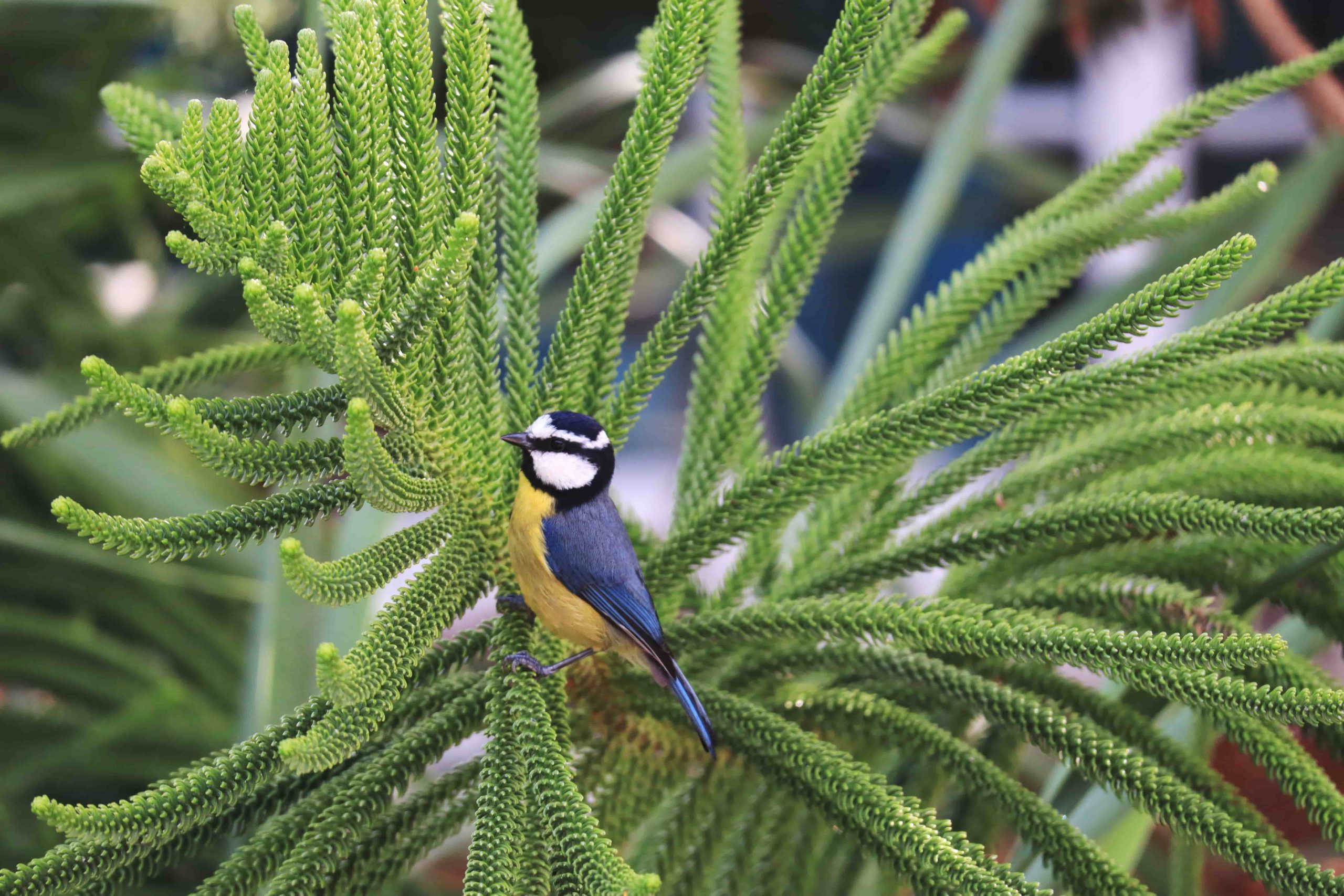 The blue African tit bird in Tenerife
