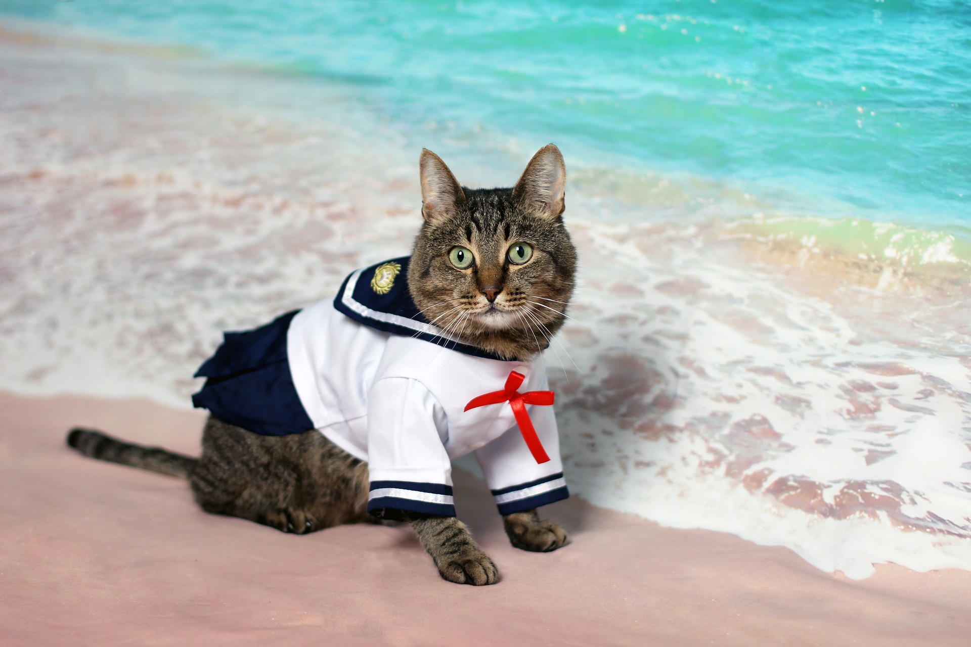 hello sailor cat meow meow cruise to Cozumel