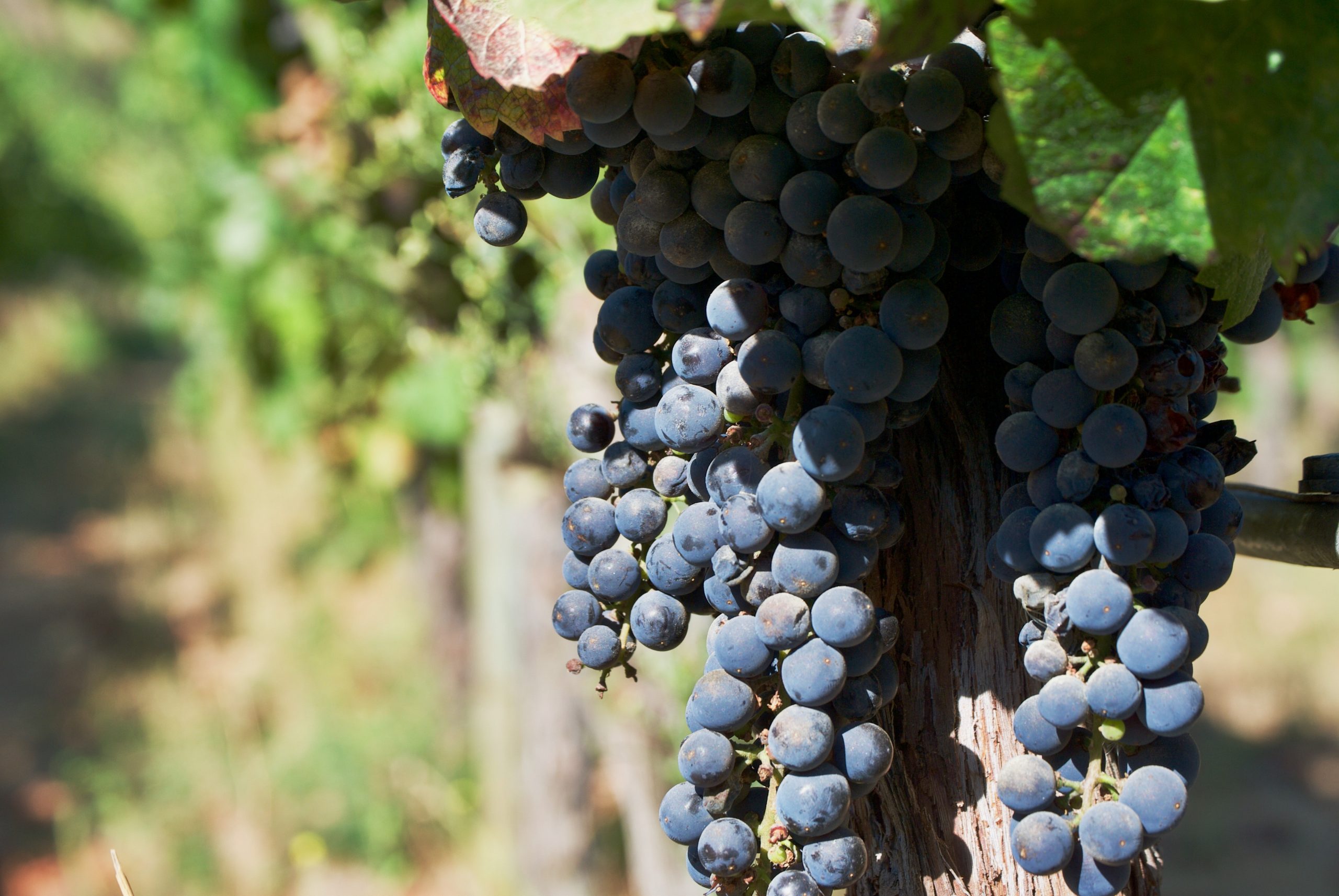 Wine grapes in Chile