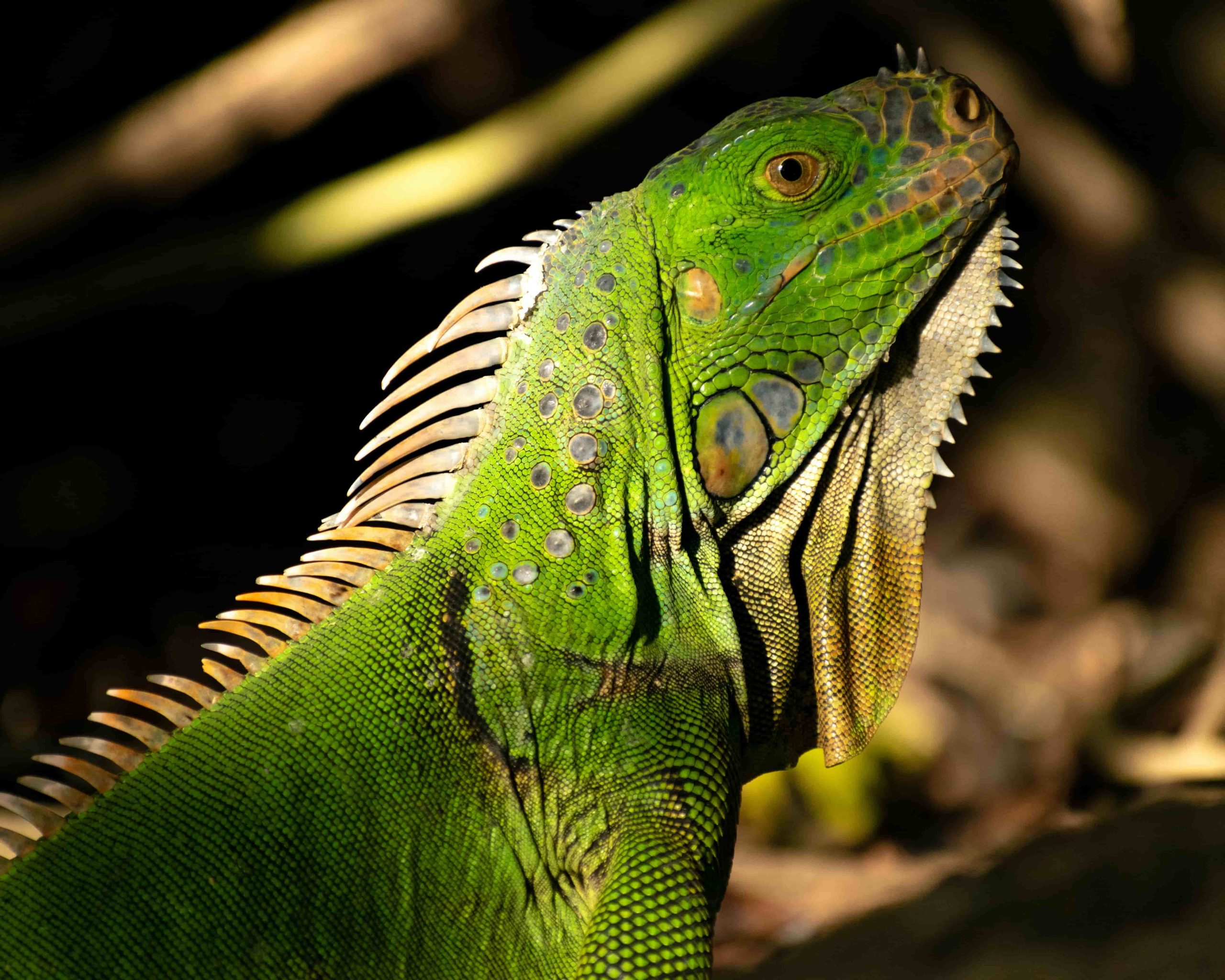 Cozumel has a surprising array of wildlife including a gecko