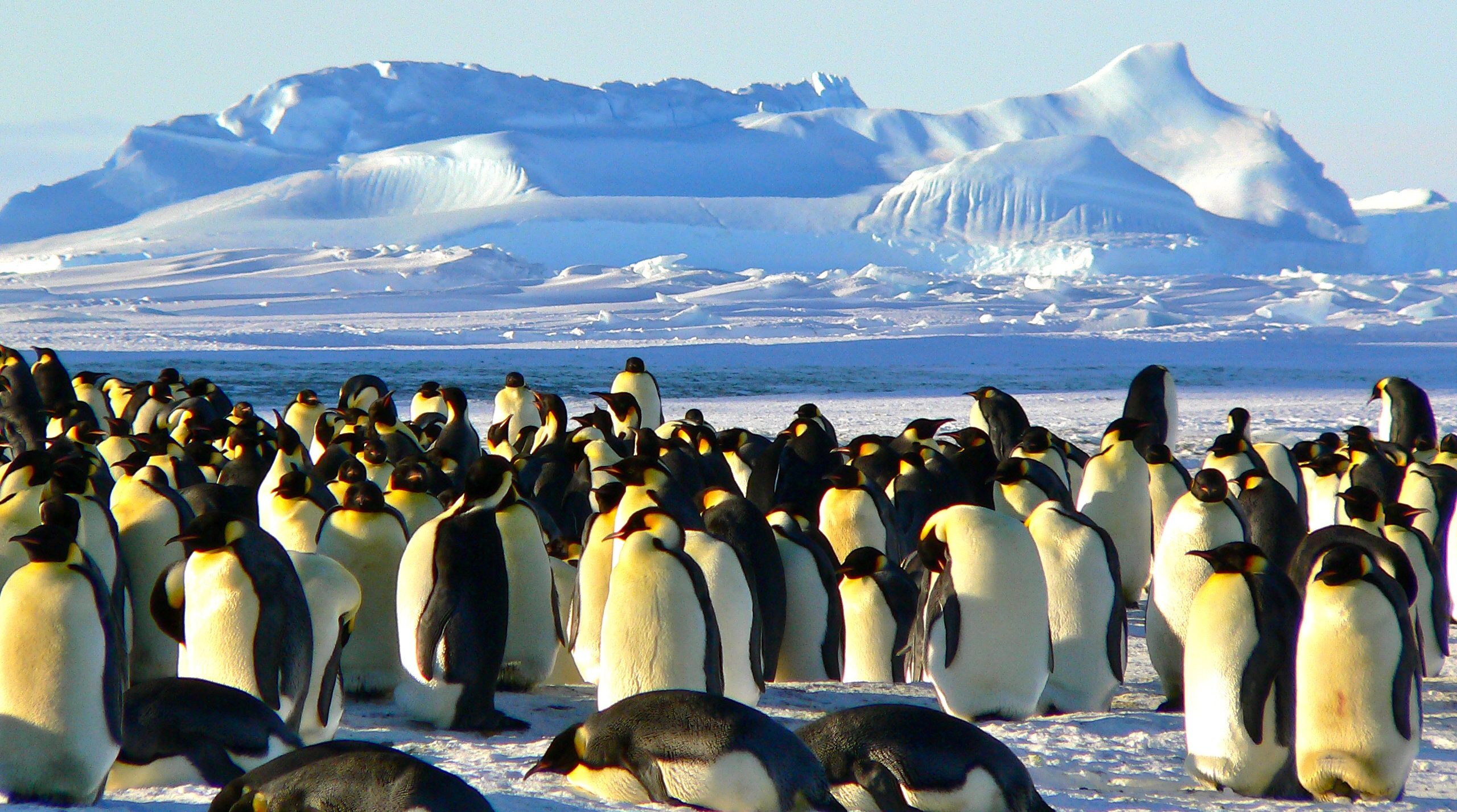 Antarctica Emperor Penguins