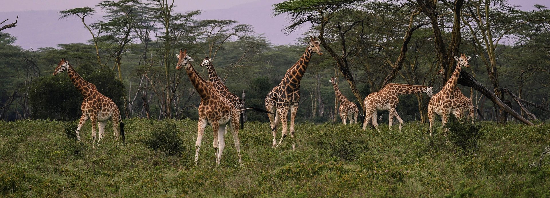 Giraffes Africa