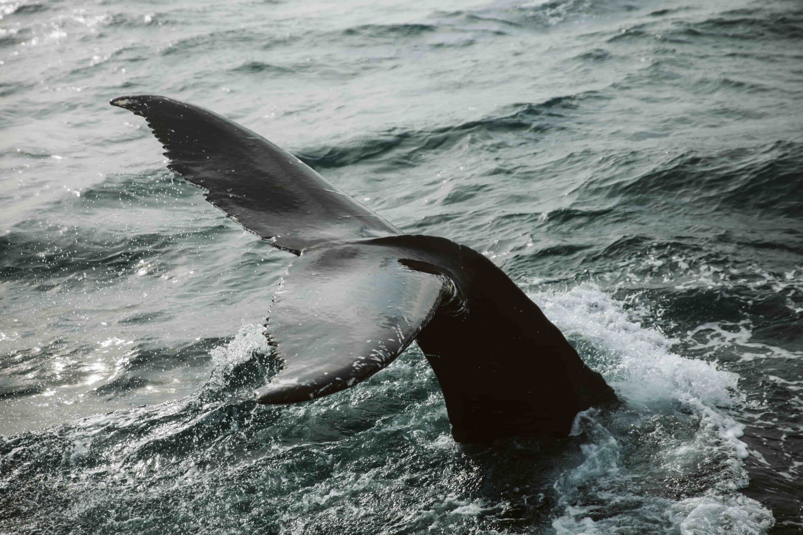 See the orcas and humpbacks whale watching in Iceland