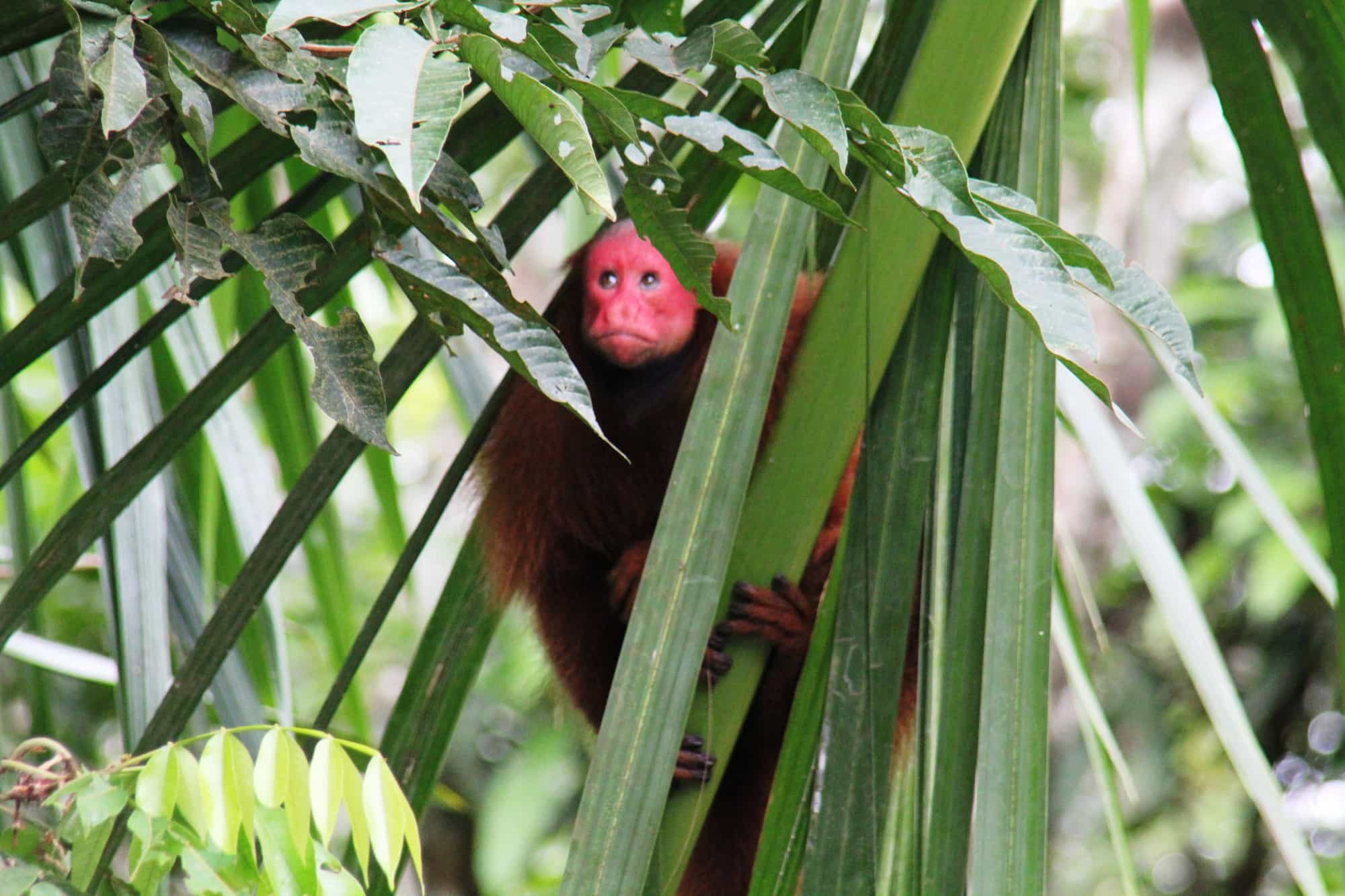 Monkey Amazon rainforest