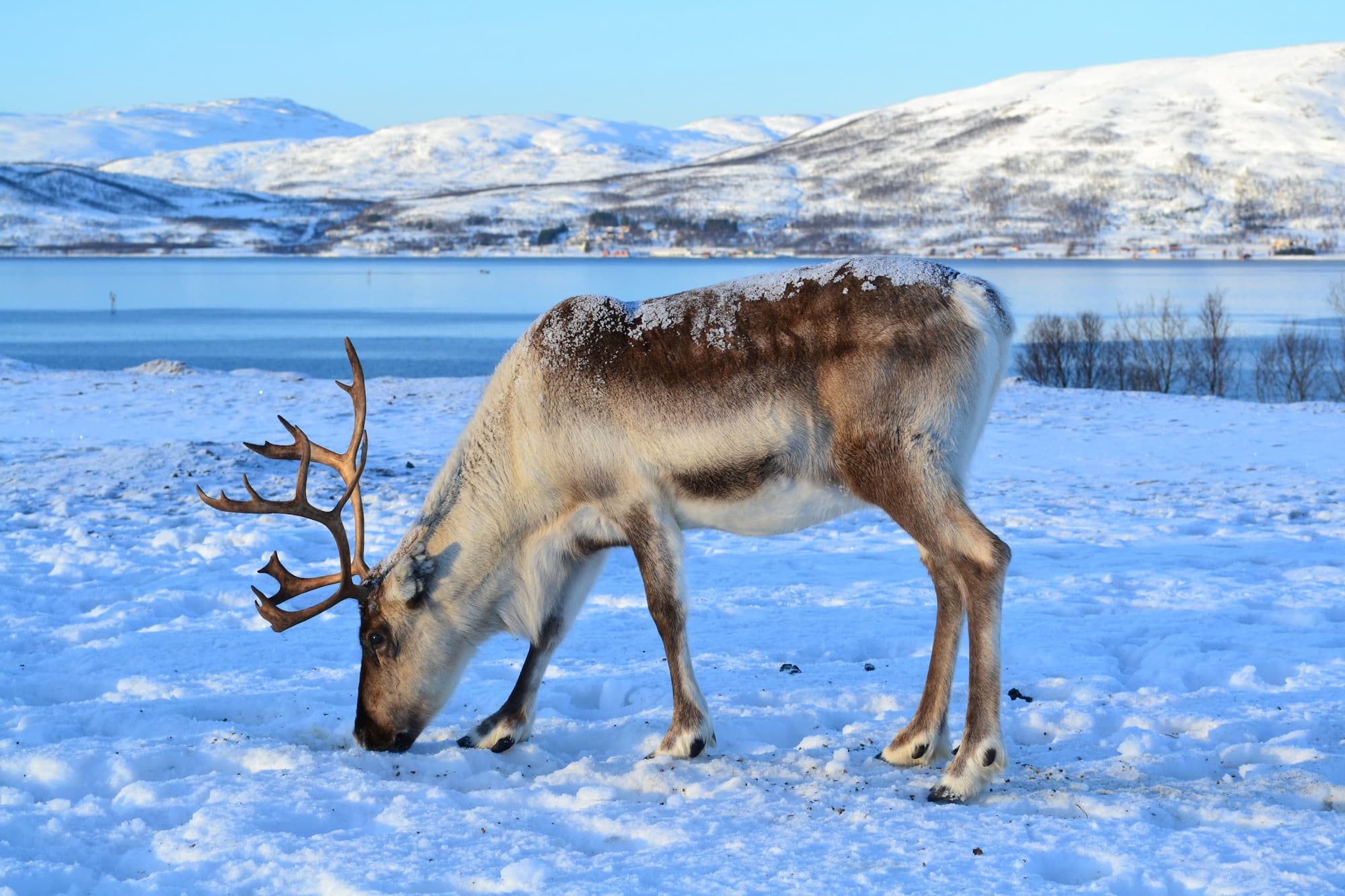 Reindeer sledding is popular in Tromsø