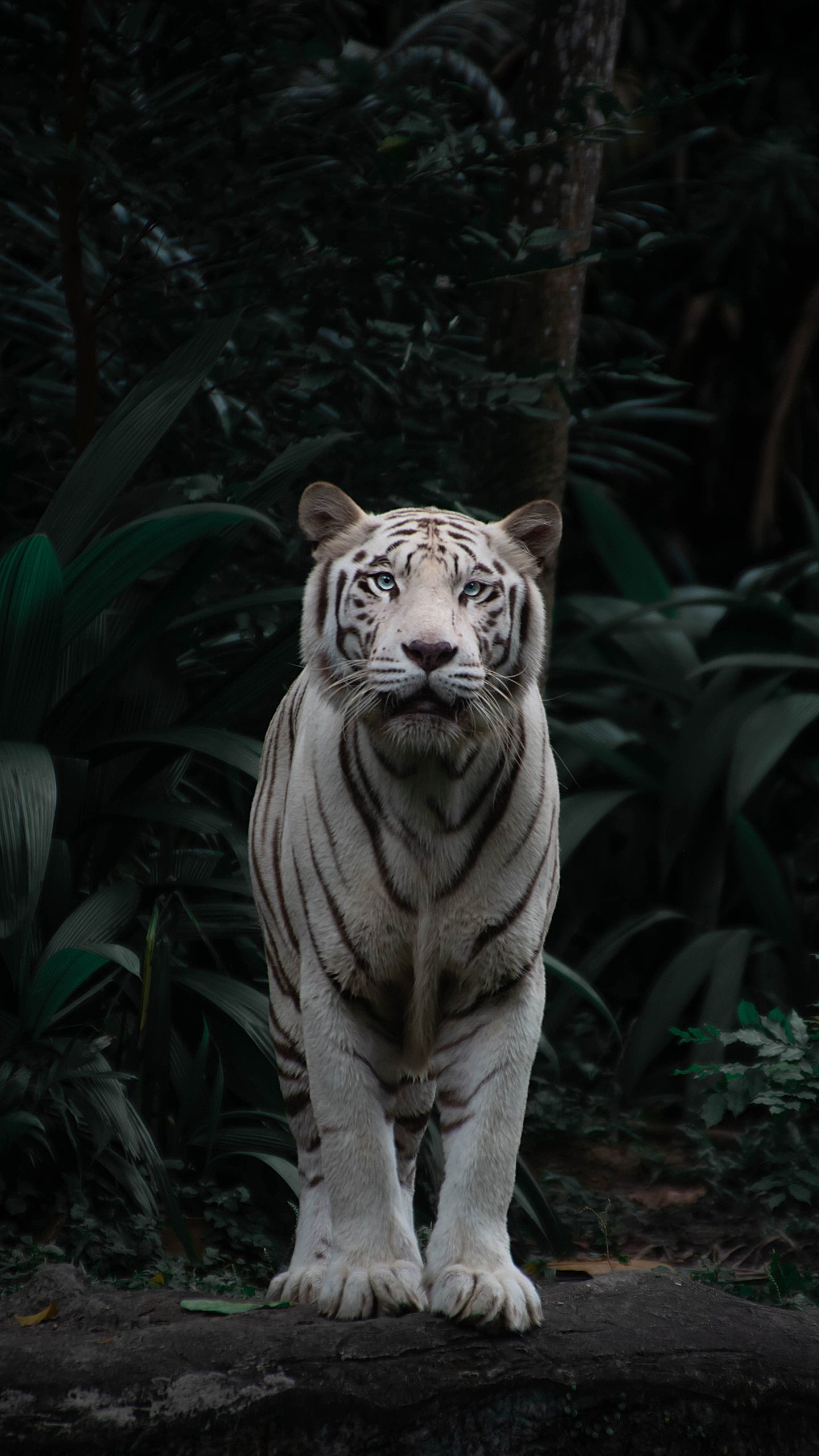 Sinagapore zoo tiger