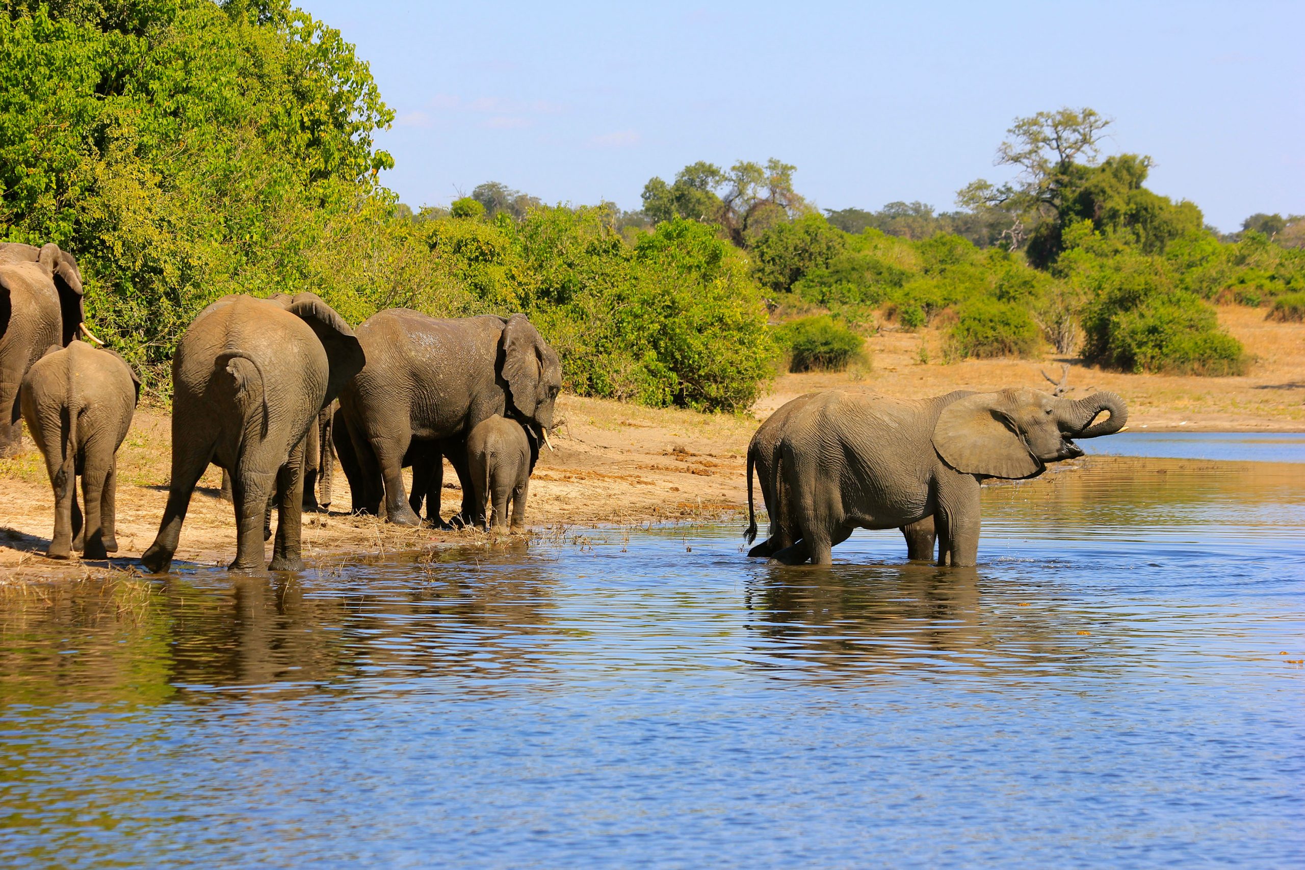 elephants south africa