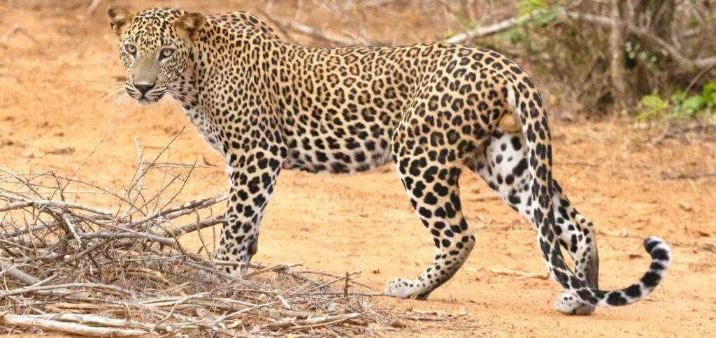 yala national park leopards