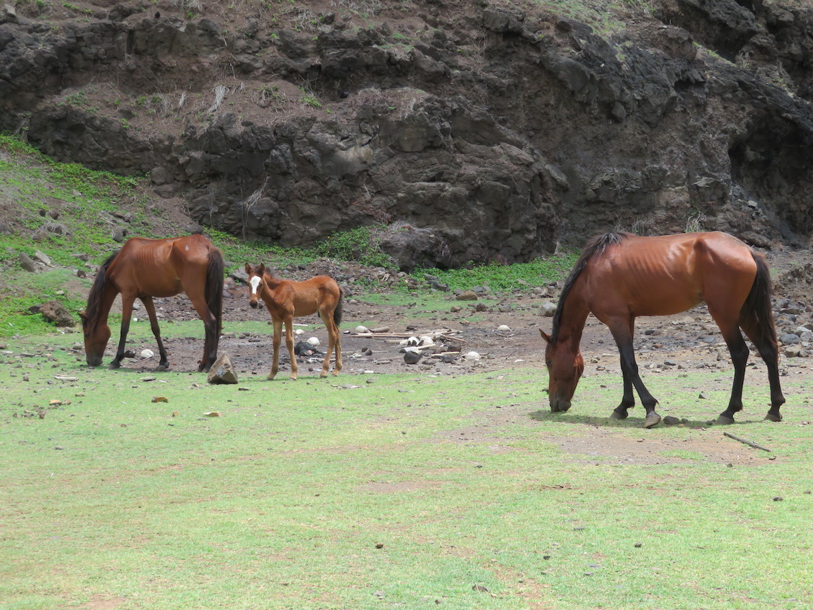 Wild horses on the Marquesas islands
