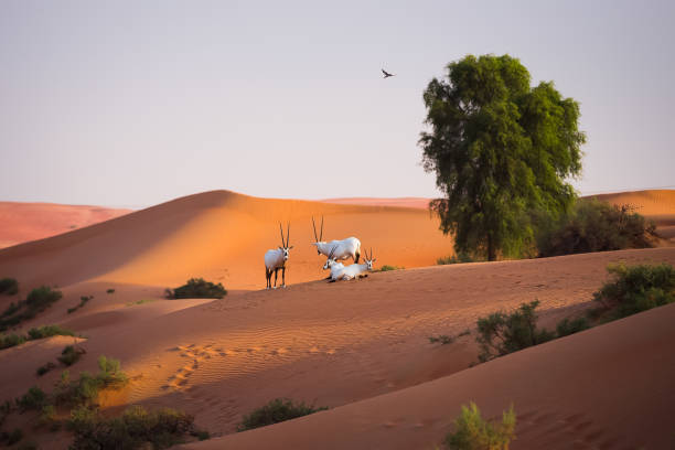 Arabian oryxes UAE
