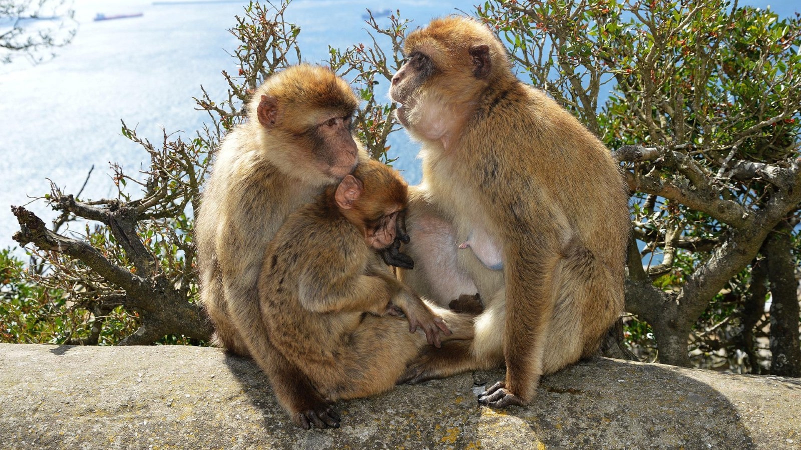 Spain Gibraltar monkeys