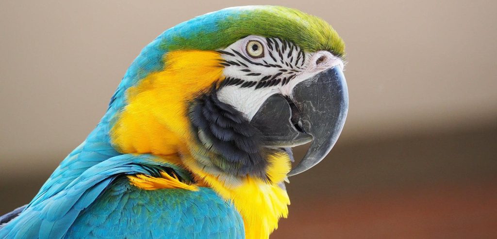Macaw Amazon