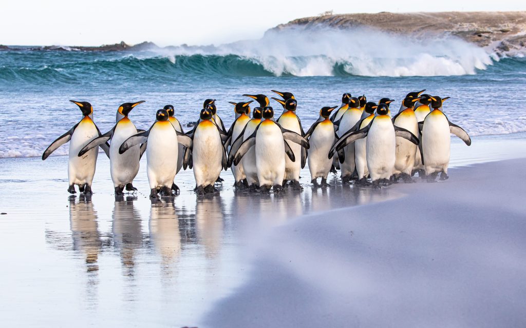 Falkland Islands cruise penguins beach