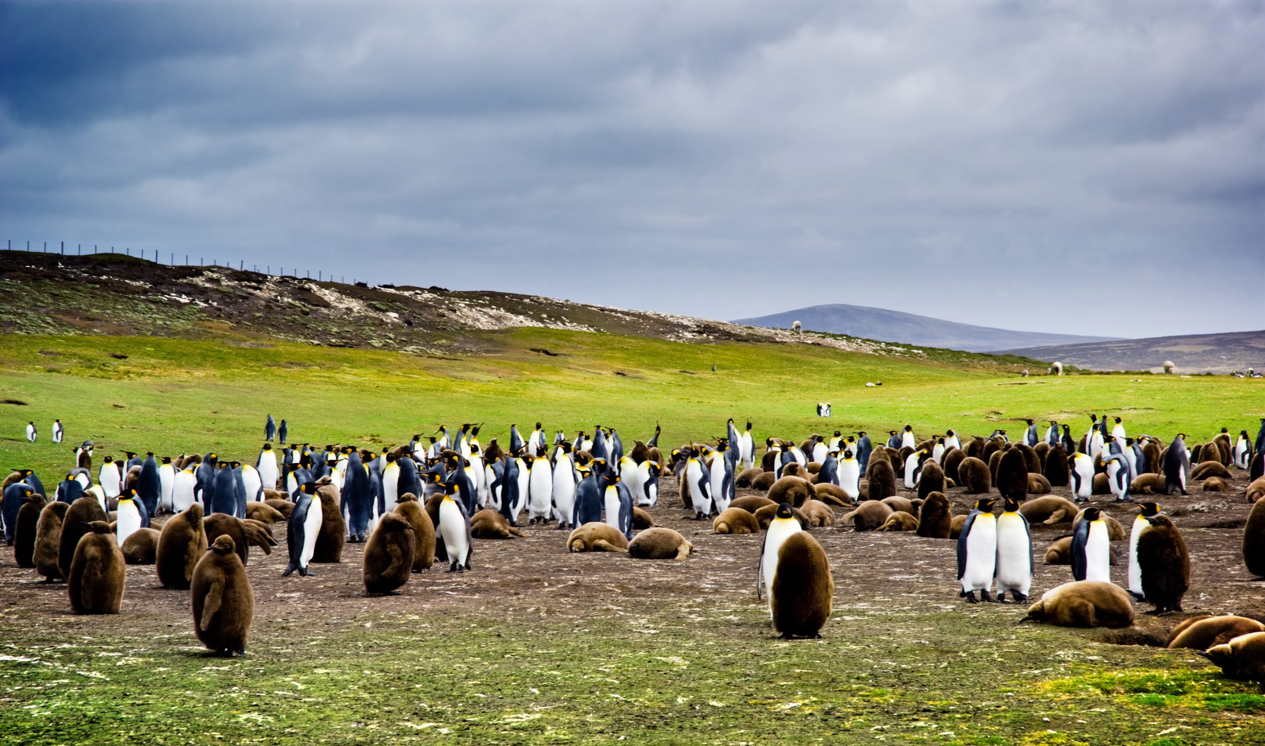 Falkland Islands cruise King pengions